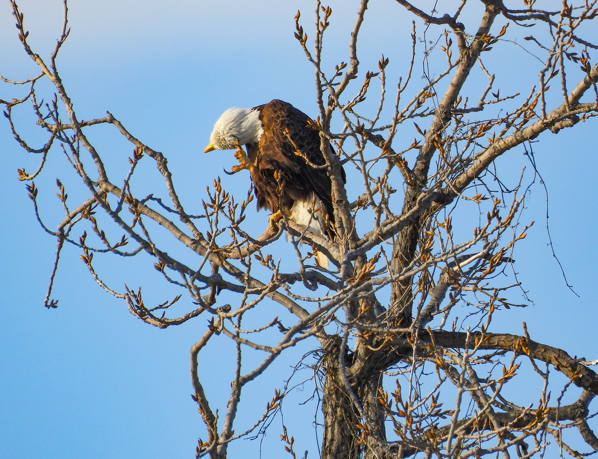 Bald Eagle has an itch