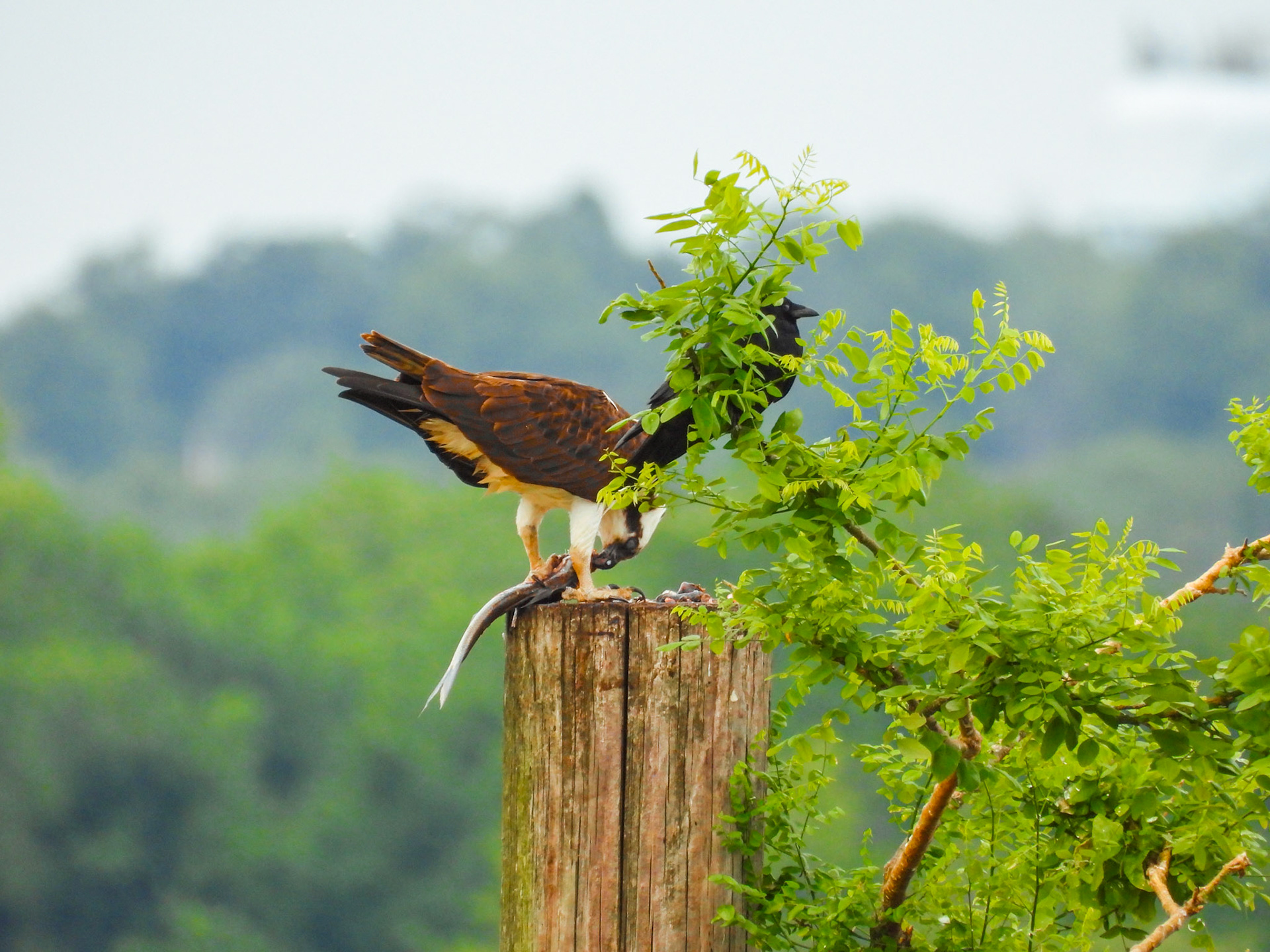 The Osprey is joined by a Fish Crow, sitting only inches away...