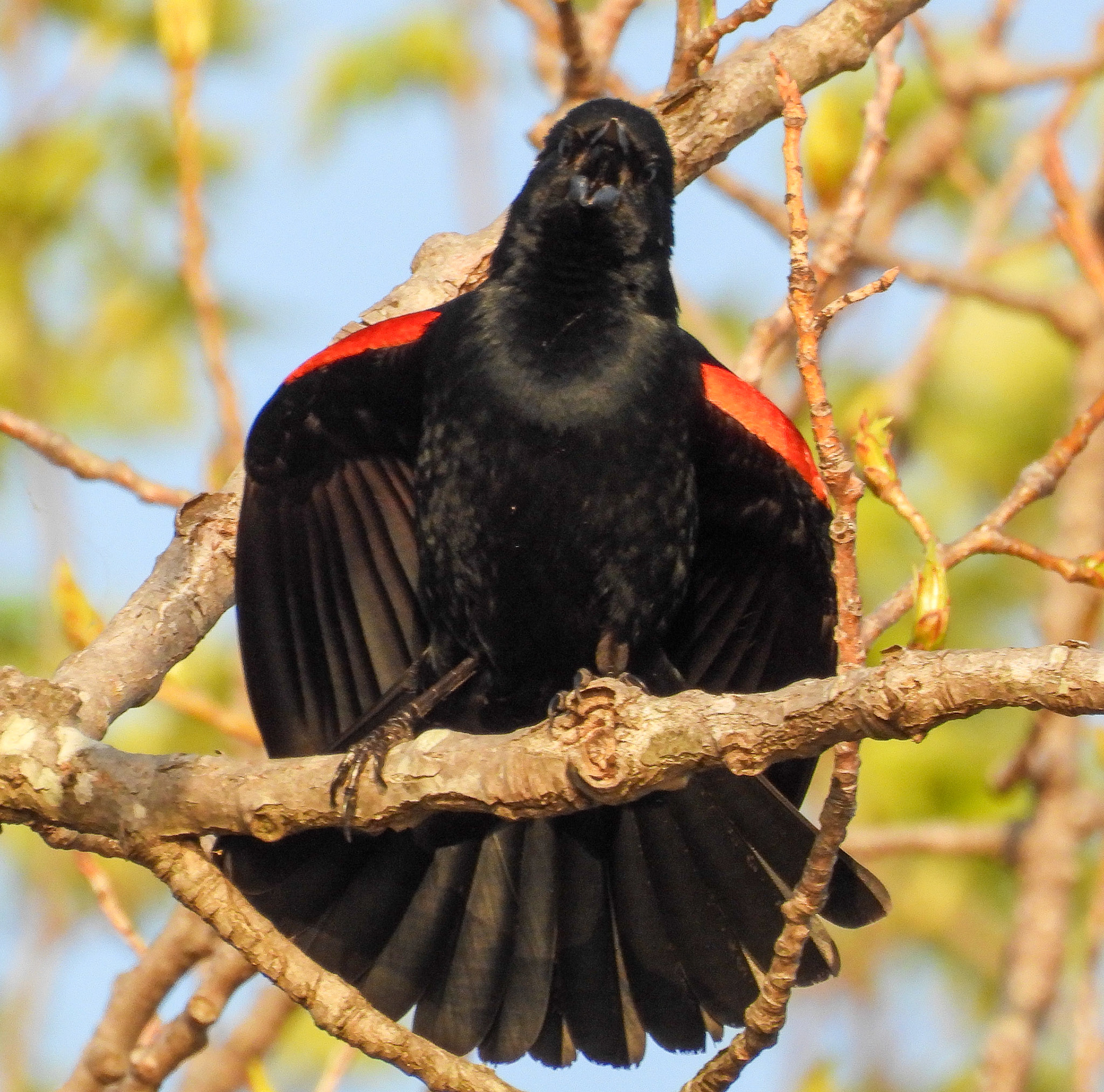 A Red-Winged Blackbird performs a call-spread display while performing its signature call.  This involves leaning forward, drooping its wings, fanning out its tail feathers, and fluffing up its bright red shoulder patches (epaulets) to declare territory and attract mates.