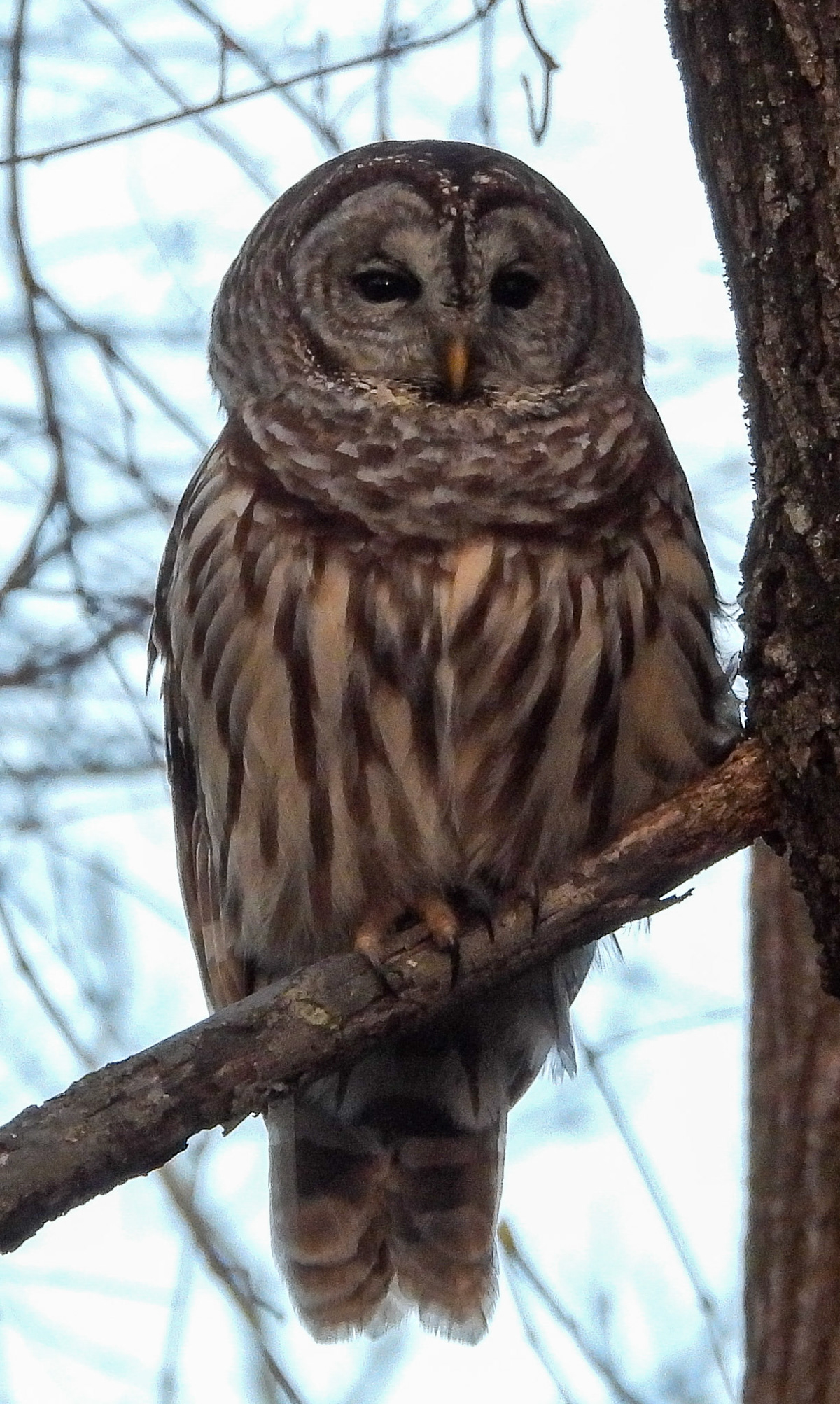 "Who cooks for you?"  The Barred Owl's hooting call can be heard in forest and swamp areas throughout the eastern US.