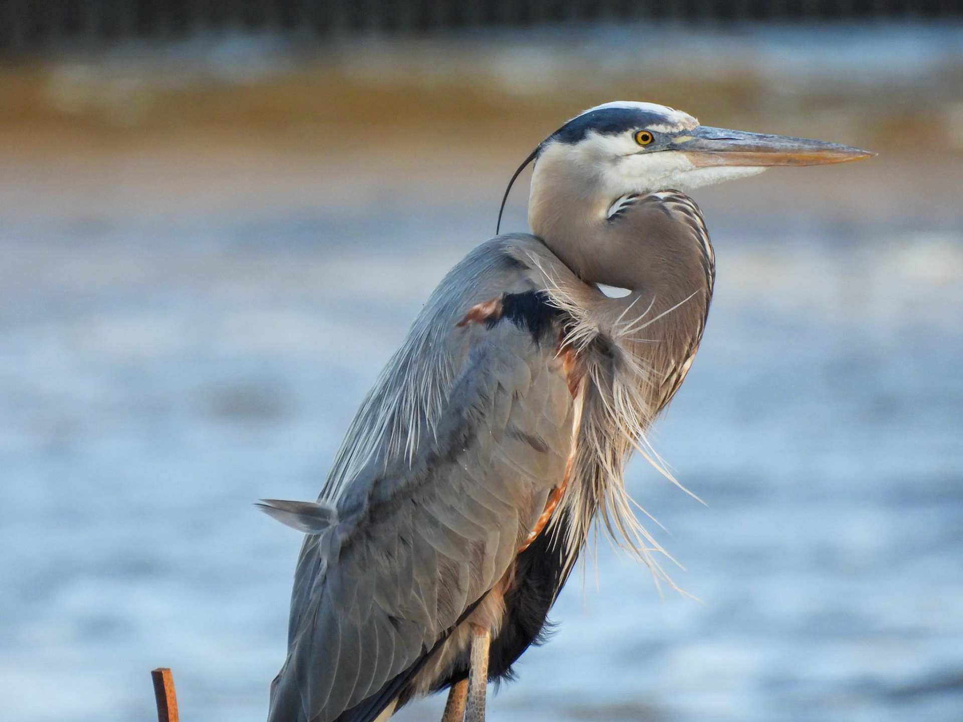 Great Blue Heron