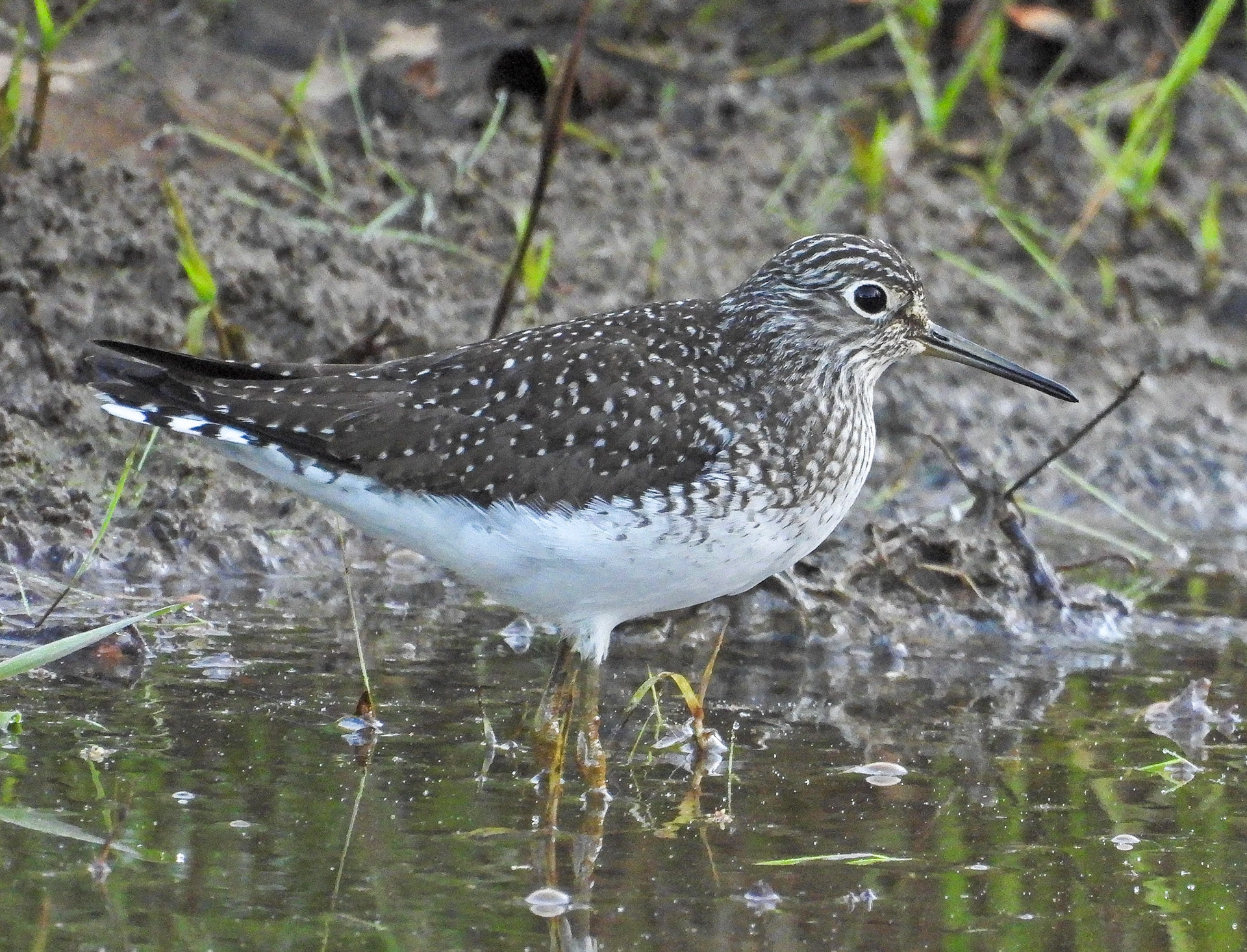 Solitary Sandpiper