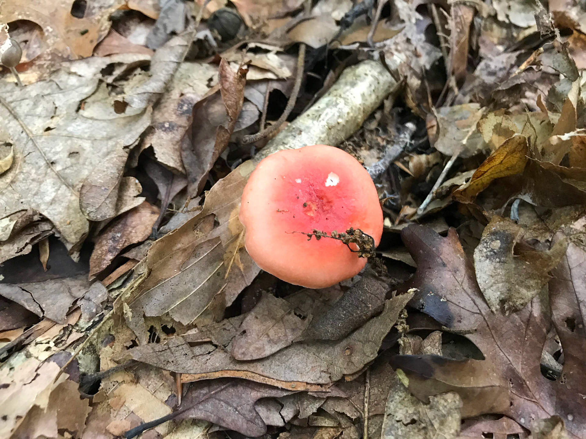 Prince William Forest Park, Virginia