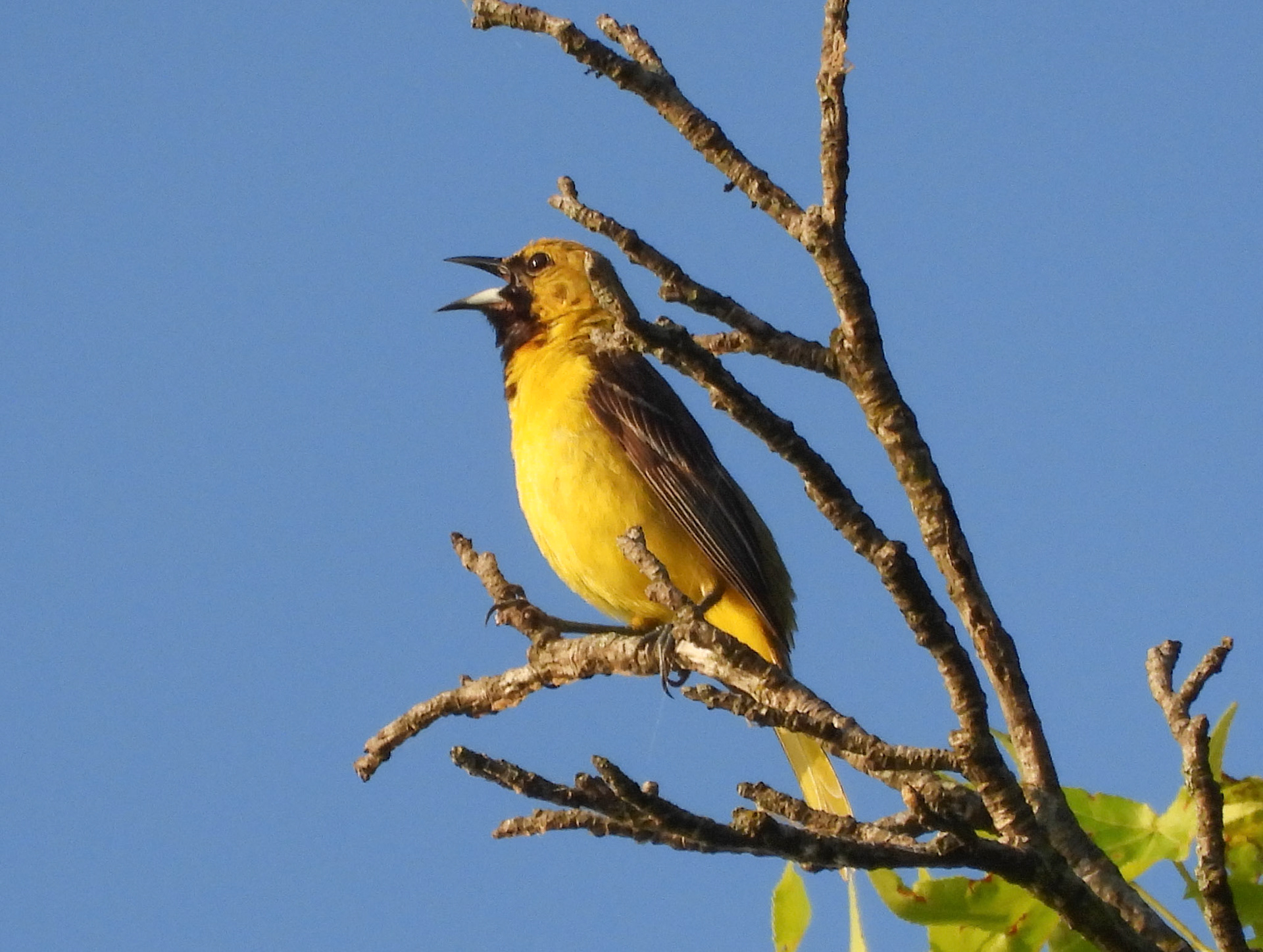 Orchard Oriole (Immature Male)