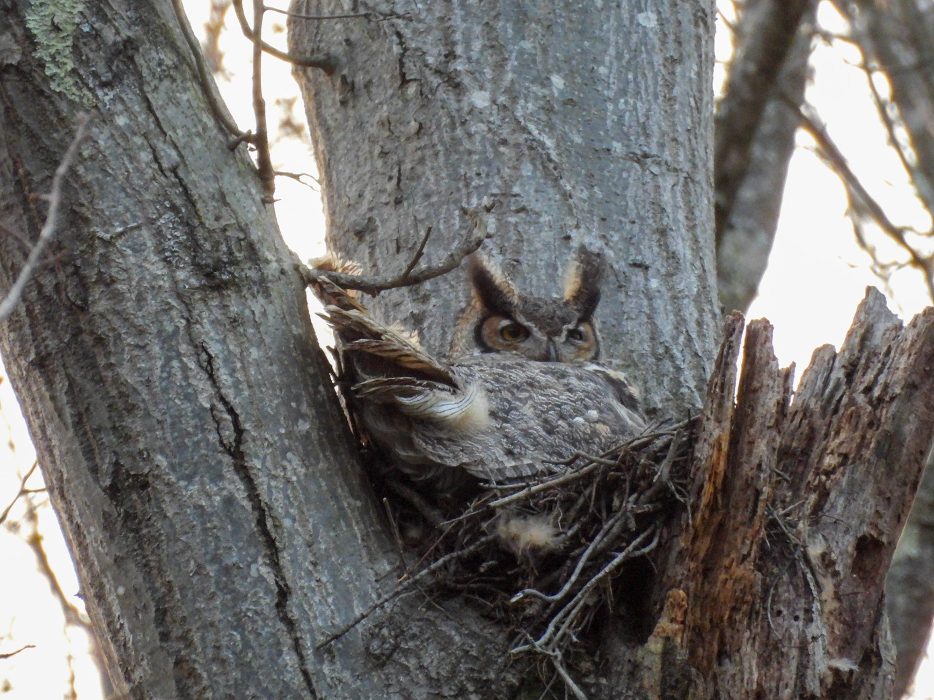 March 14 - mother on nest duty
