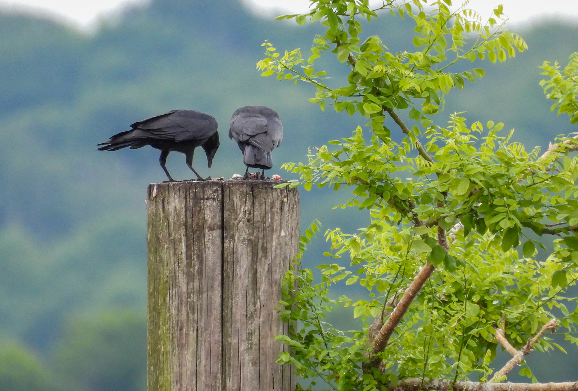 ...leaving the scraps for the Crows.