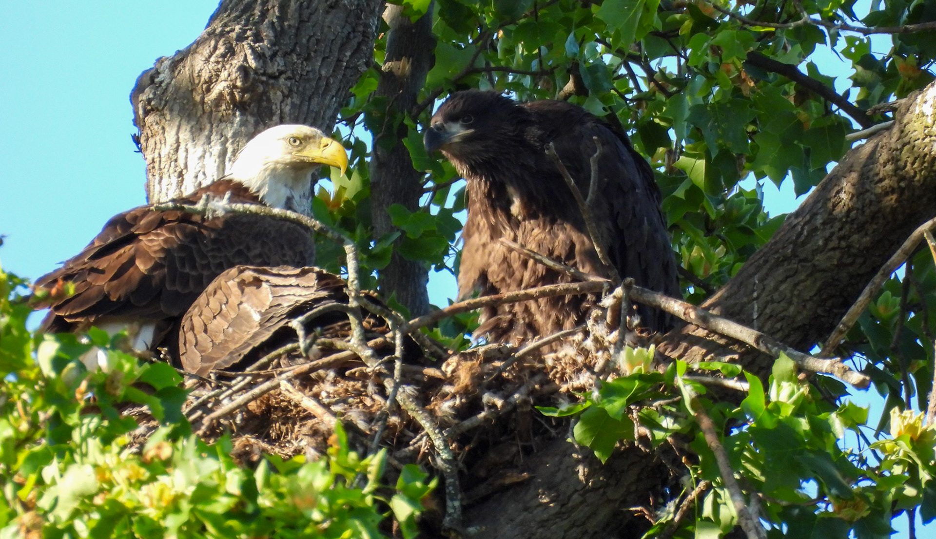 May 4 - It appears the nest may have partially collapsed., making it more crowded.