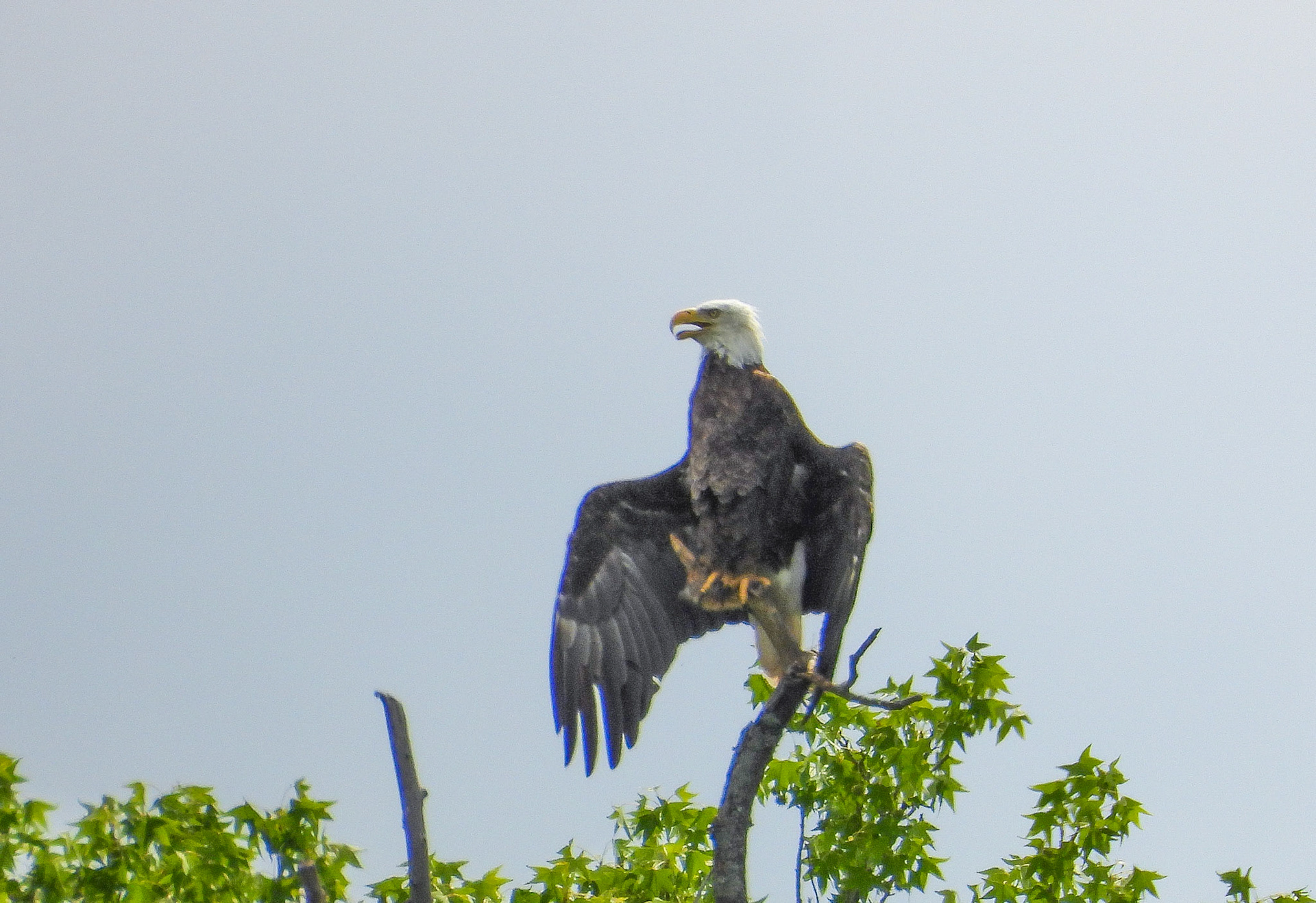 June 6 - Adult eagle pants and spreads its wings to stay cool on a hot day