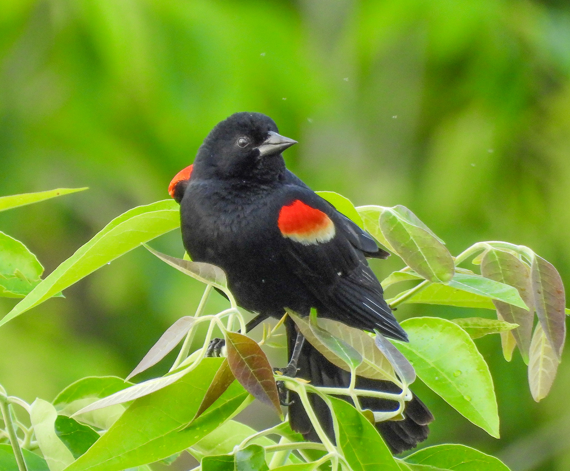 Striking in appearance, bold, with little fear of larger birds or humans, Red-Winged Blackbirds make excellent photographic subjects.