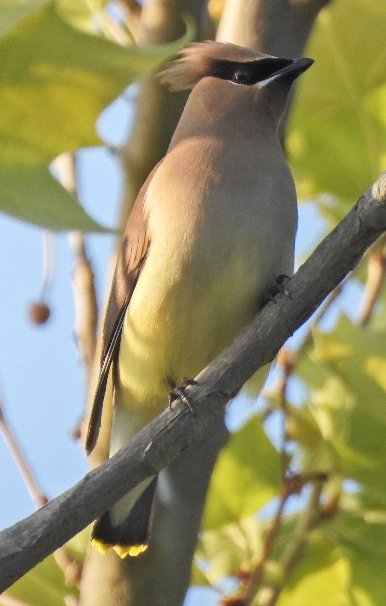 Cedar Waxwing
