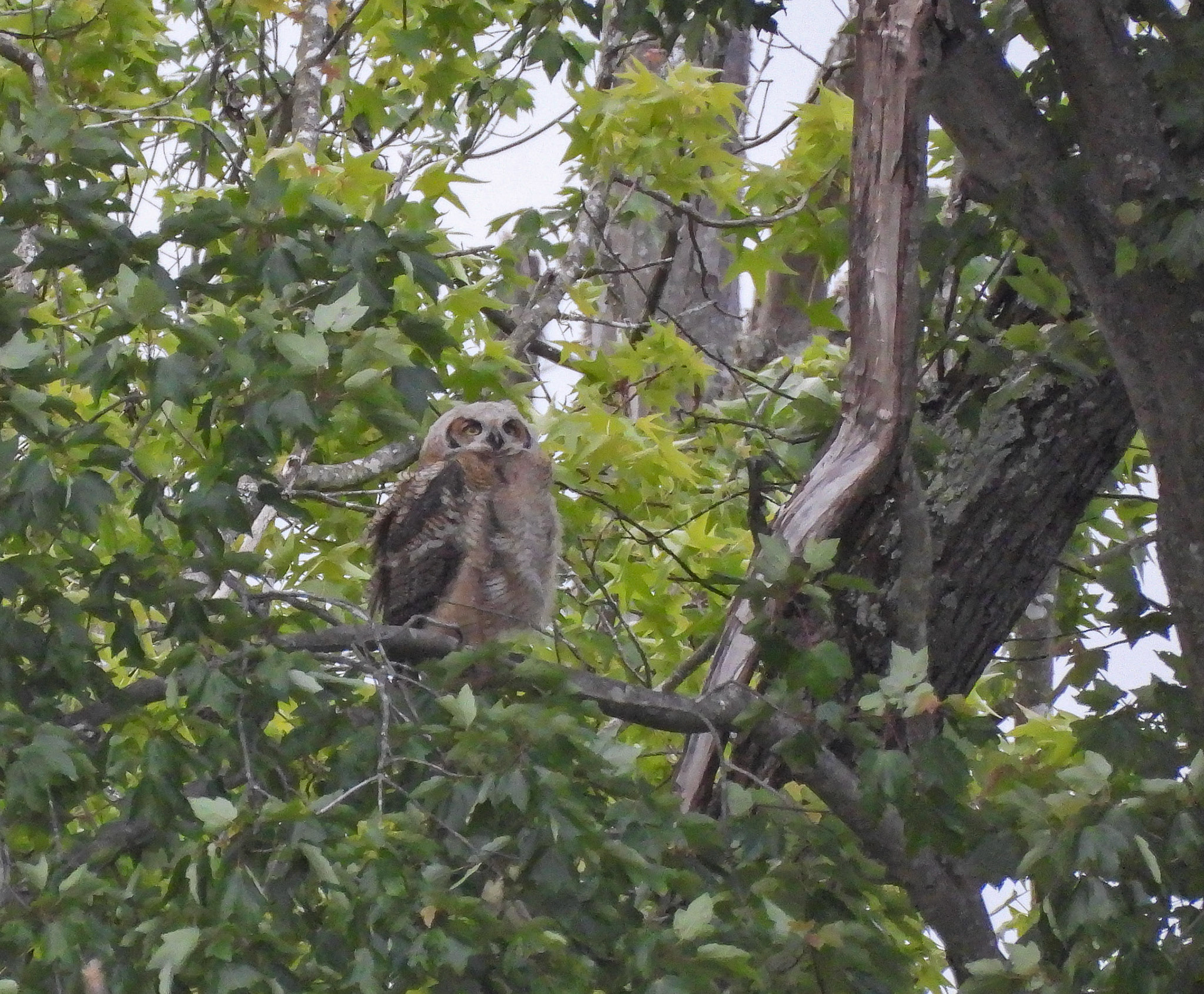 May 15 - an owlet in a nearby tree.