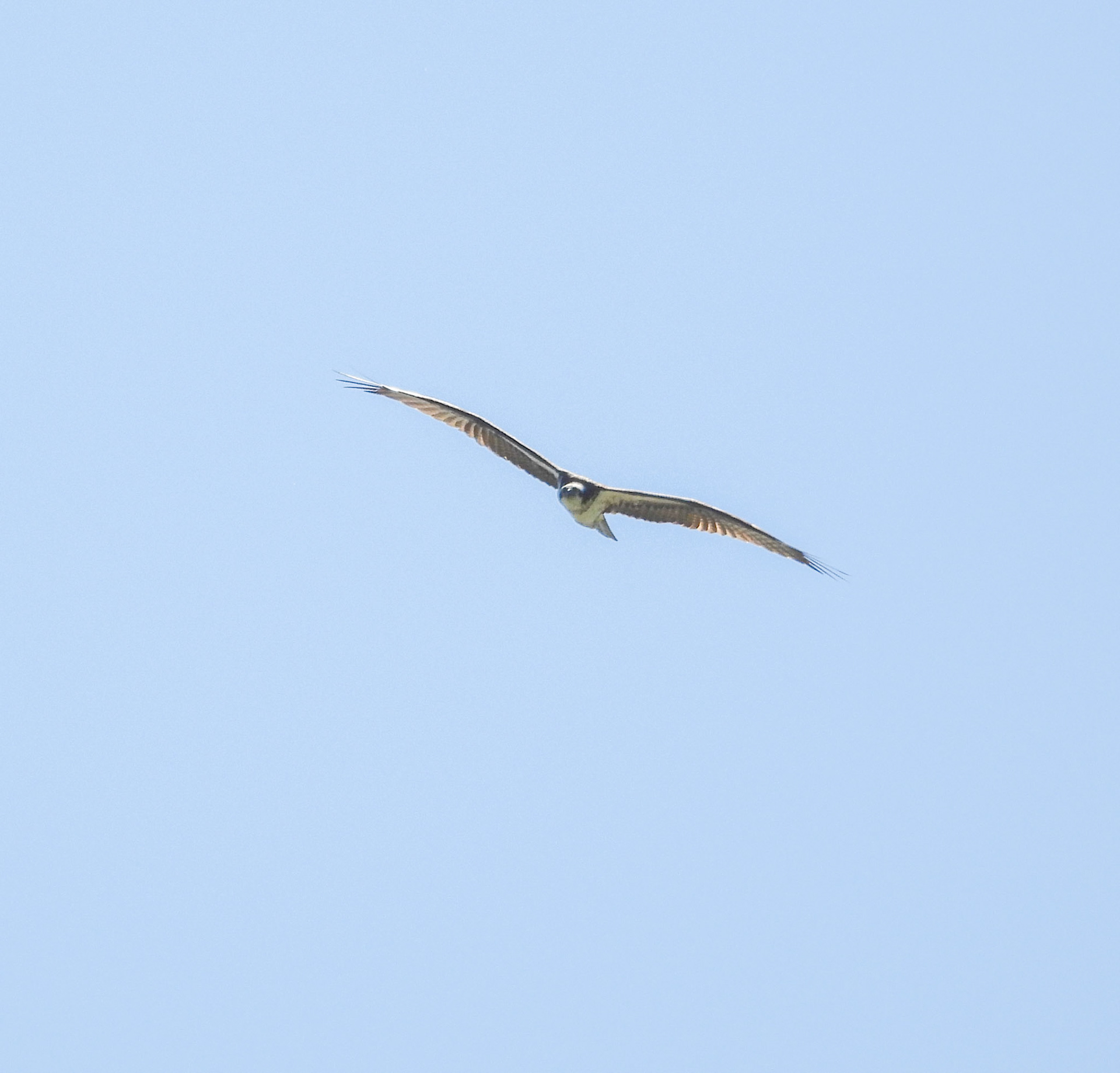 Osprey