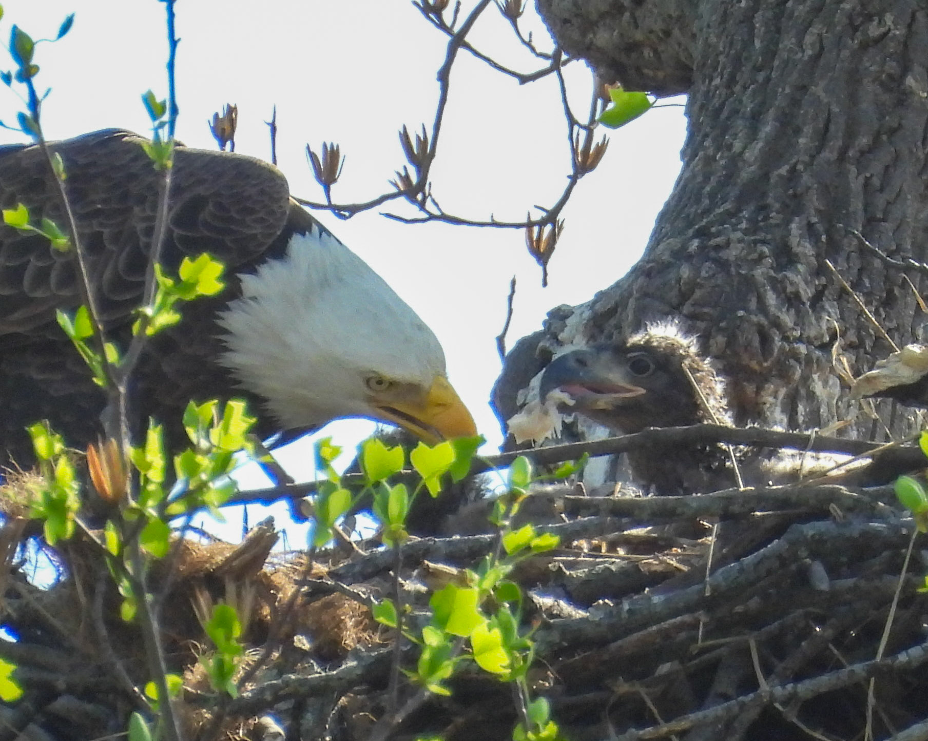 April 4 - Eaglet gets a mouthful.