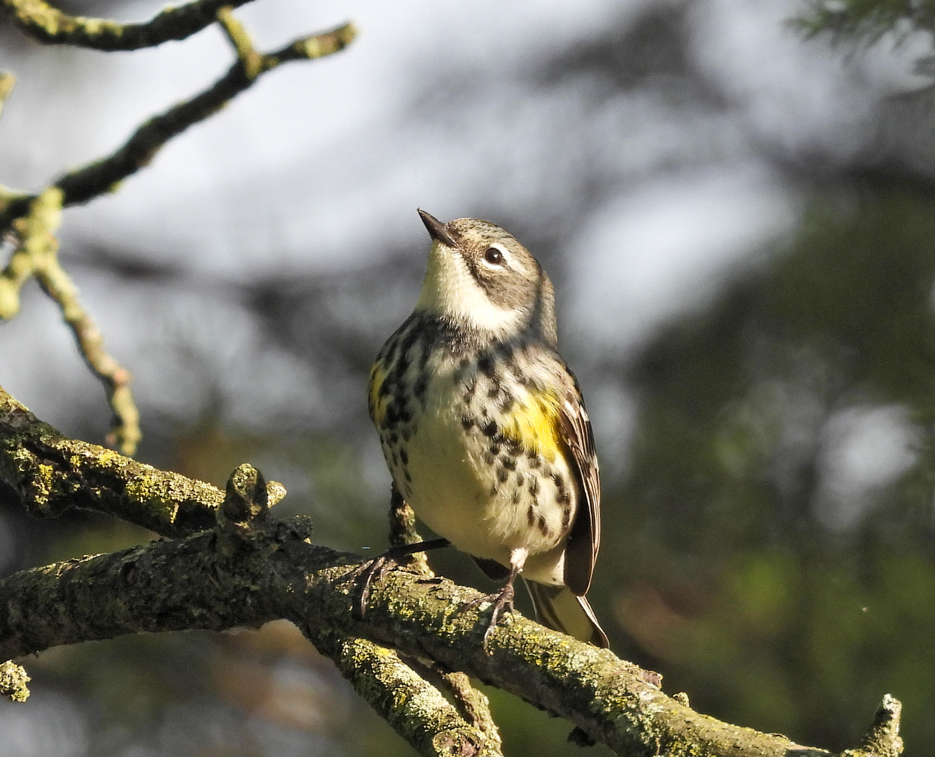 Yellow-rumped Warbler female