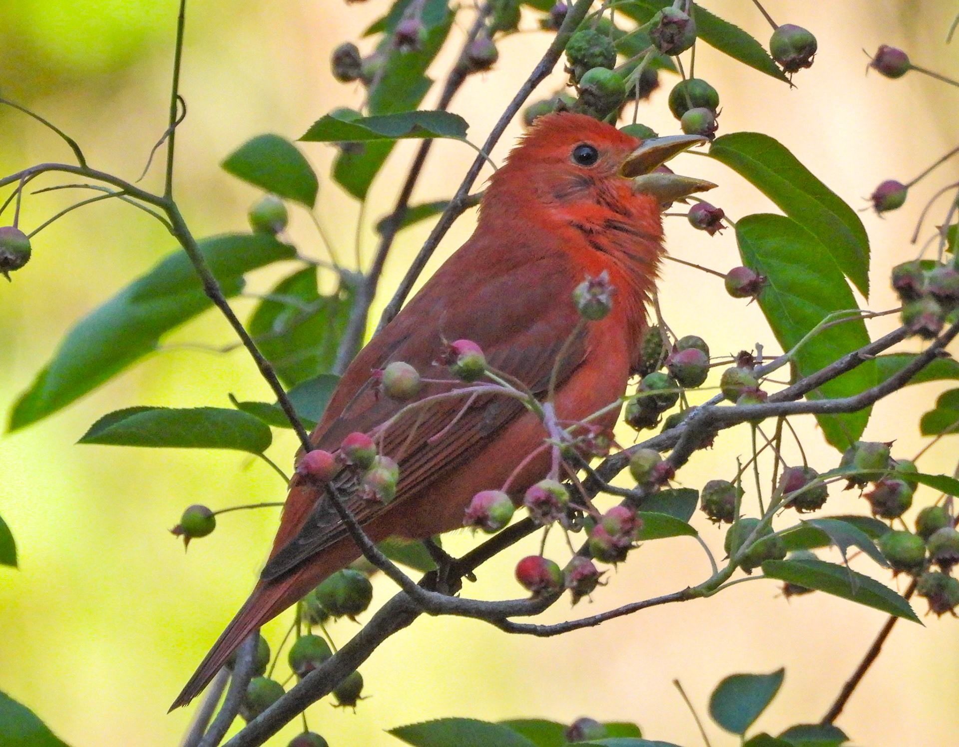 Summer Tanager