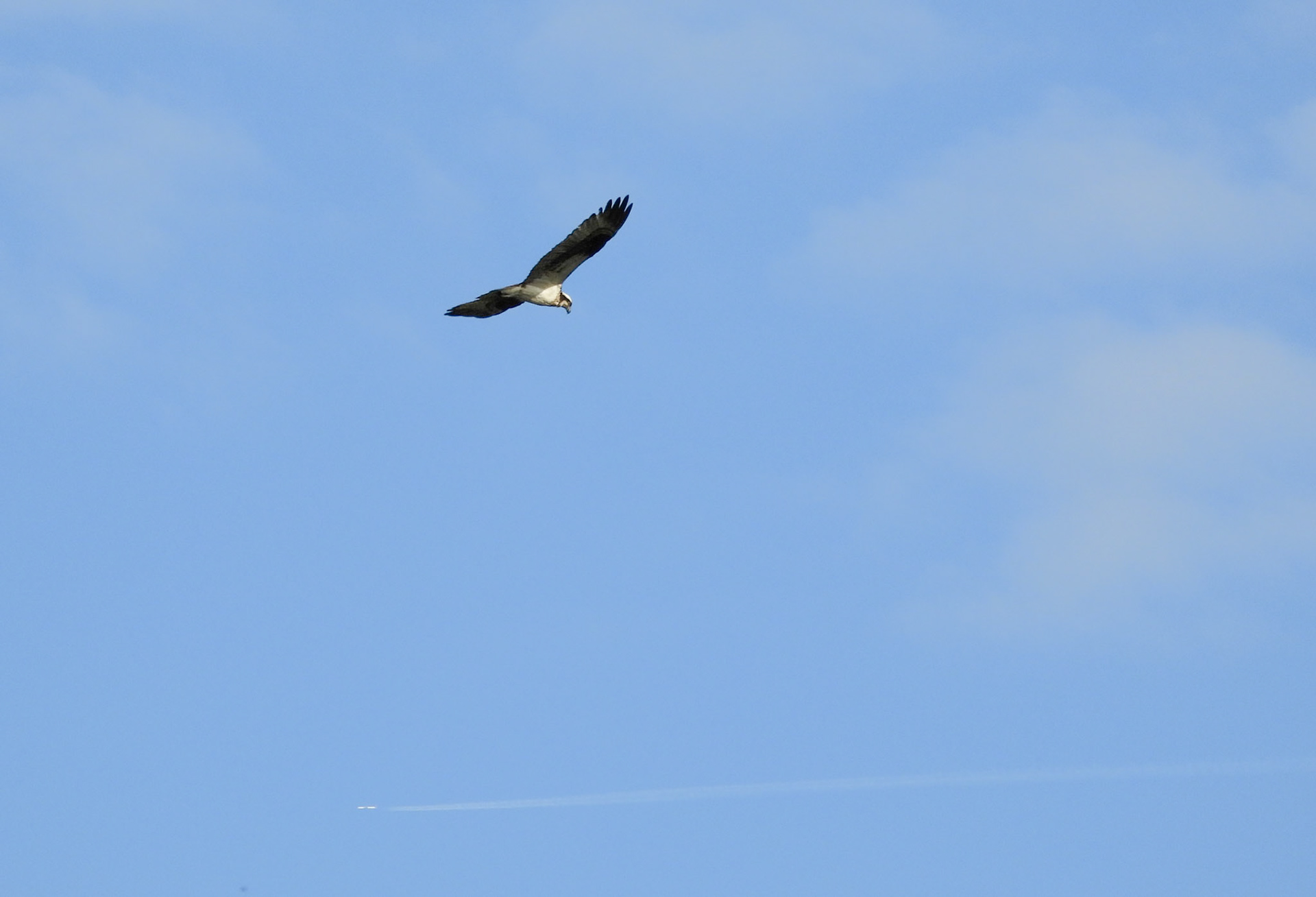Osprey scanning the water