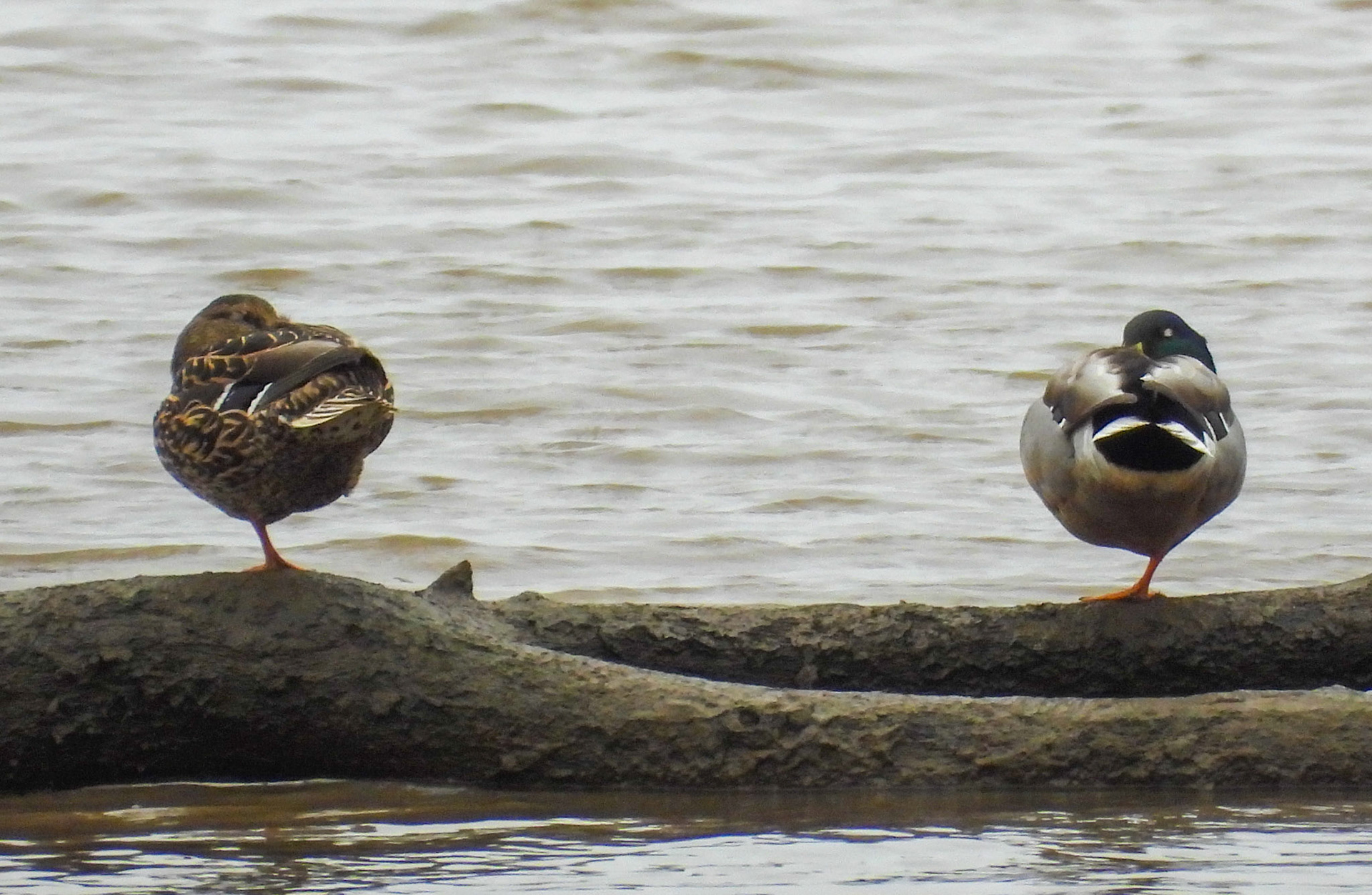A Mallard pair take an afternoon nap.
