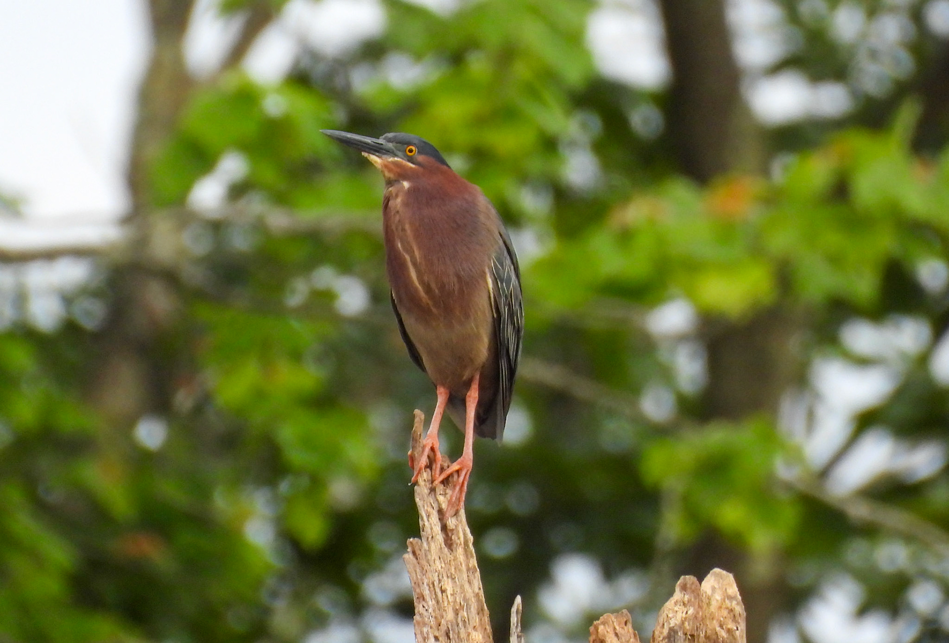 Green Heron