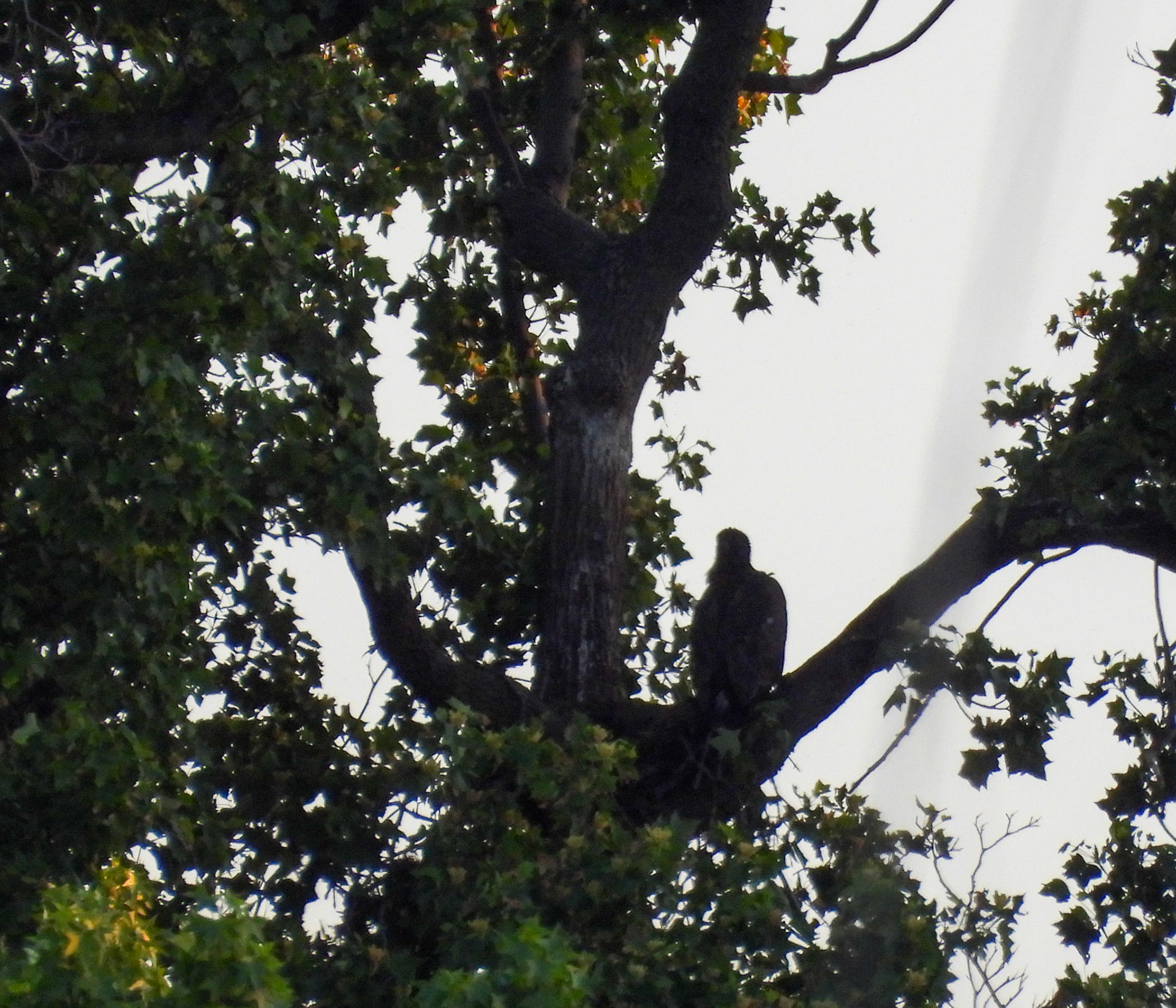 May 7 - the nest has completely collapsed.   The larger eaglet had begun branching and presumably was not in the nest when it collapsed.  The smaller eaglet was not seen after the collapse.