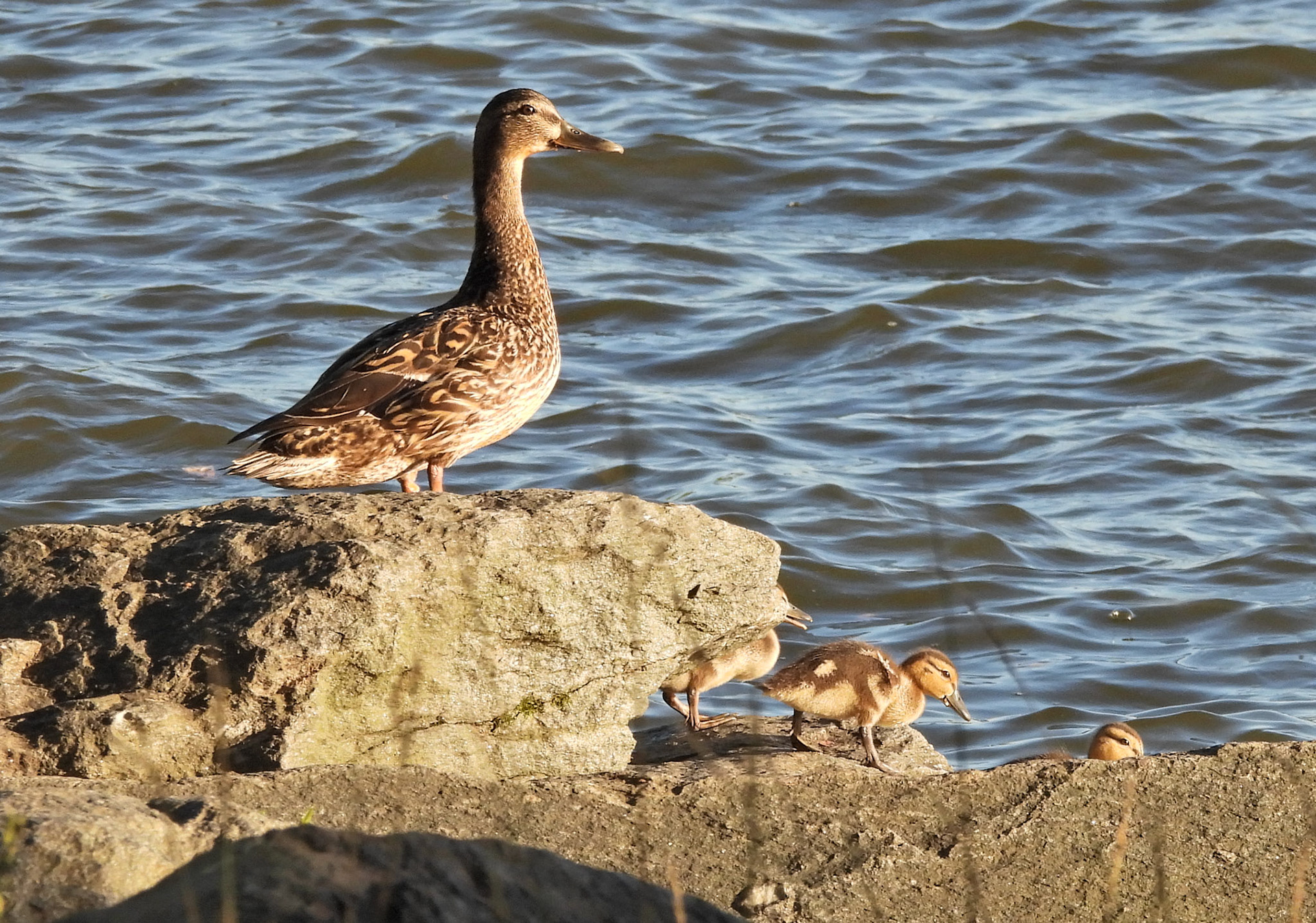 A mother Mallard takes her ducklings for a swim in the Potomac.