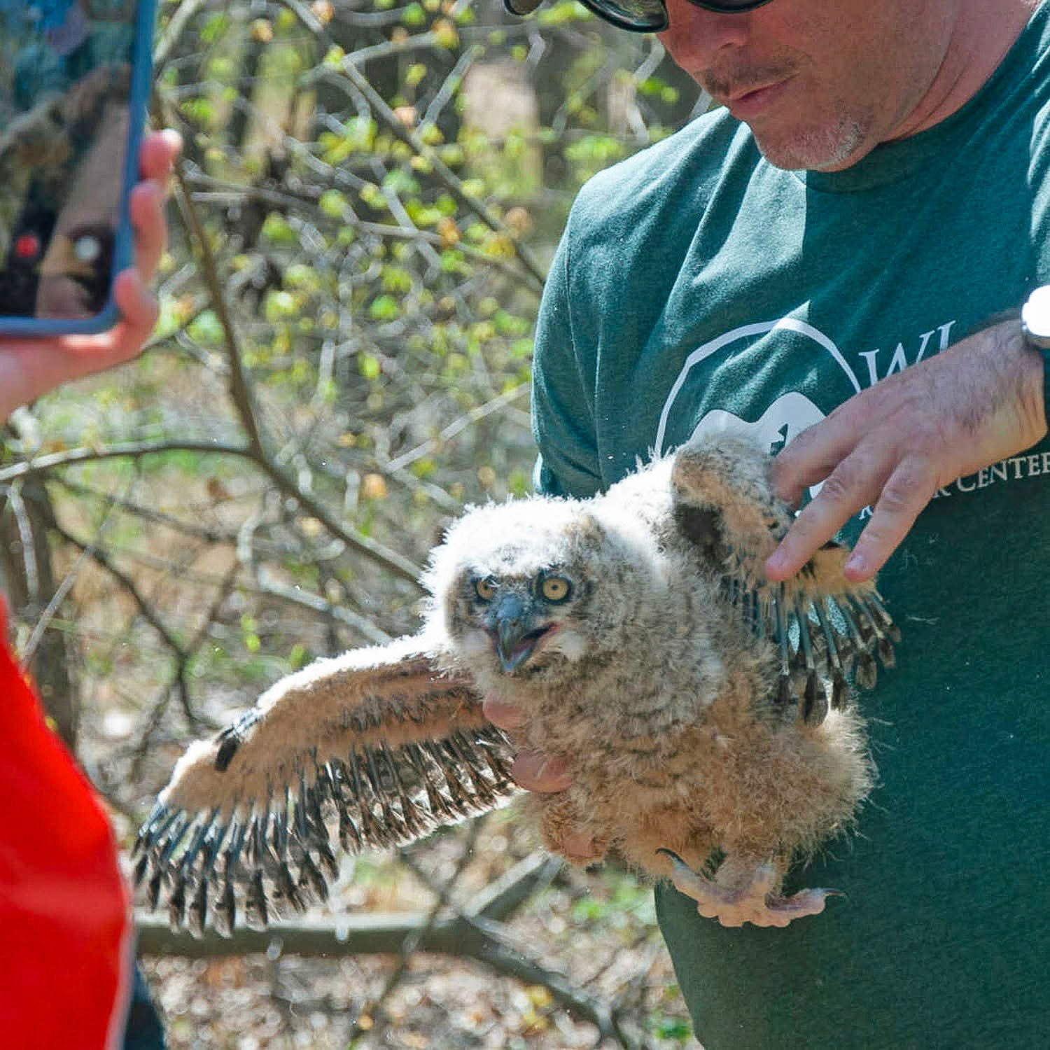 April 3 - the second owlet. (courtesy Ralph Fiedler)