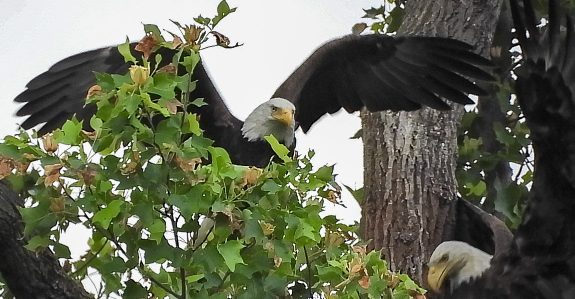 May 14 - Because the remaining eaglet cannot yet fly, the parents must bring food to the nest site where it is perched.