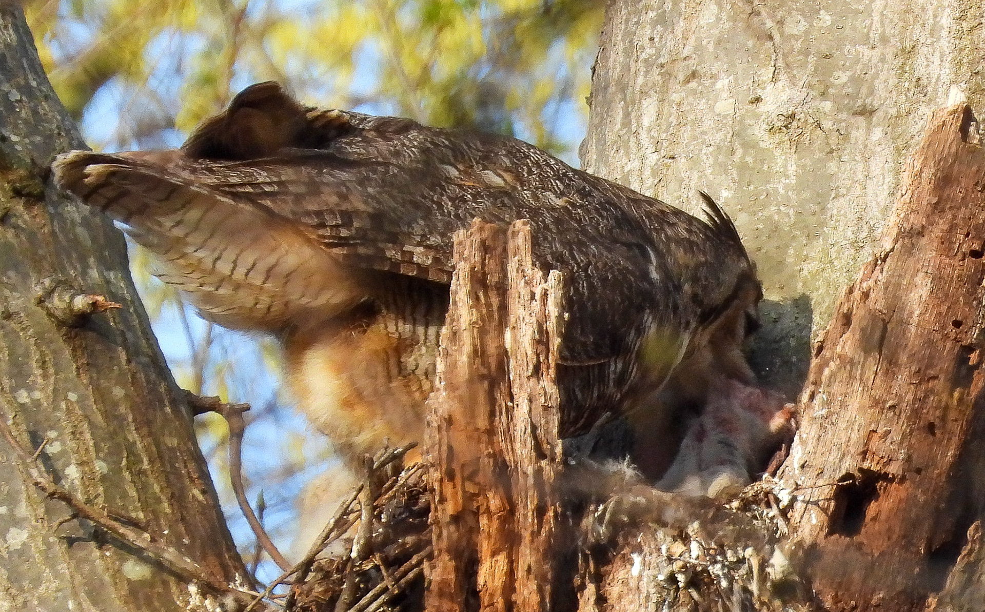 March 31 - the mother owl with what appears to be a dead squirrel for a meal.
