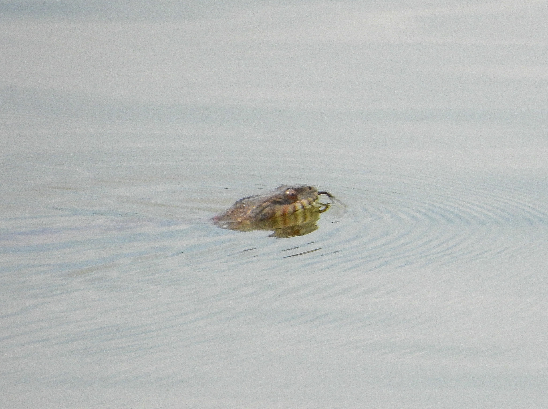 Northern Water Snake