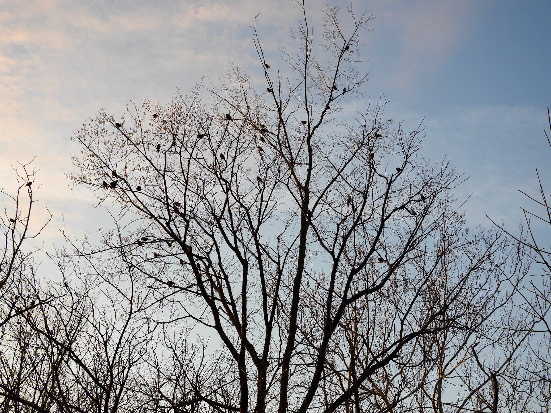 A flock of migrating Red Winged Blackbirds makes a stopover at Dyke Marsh in March.