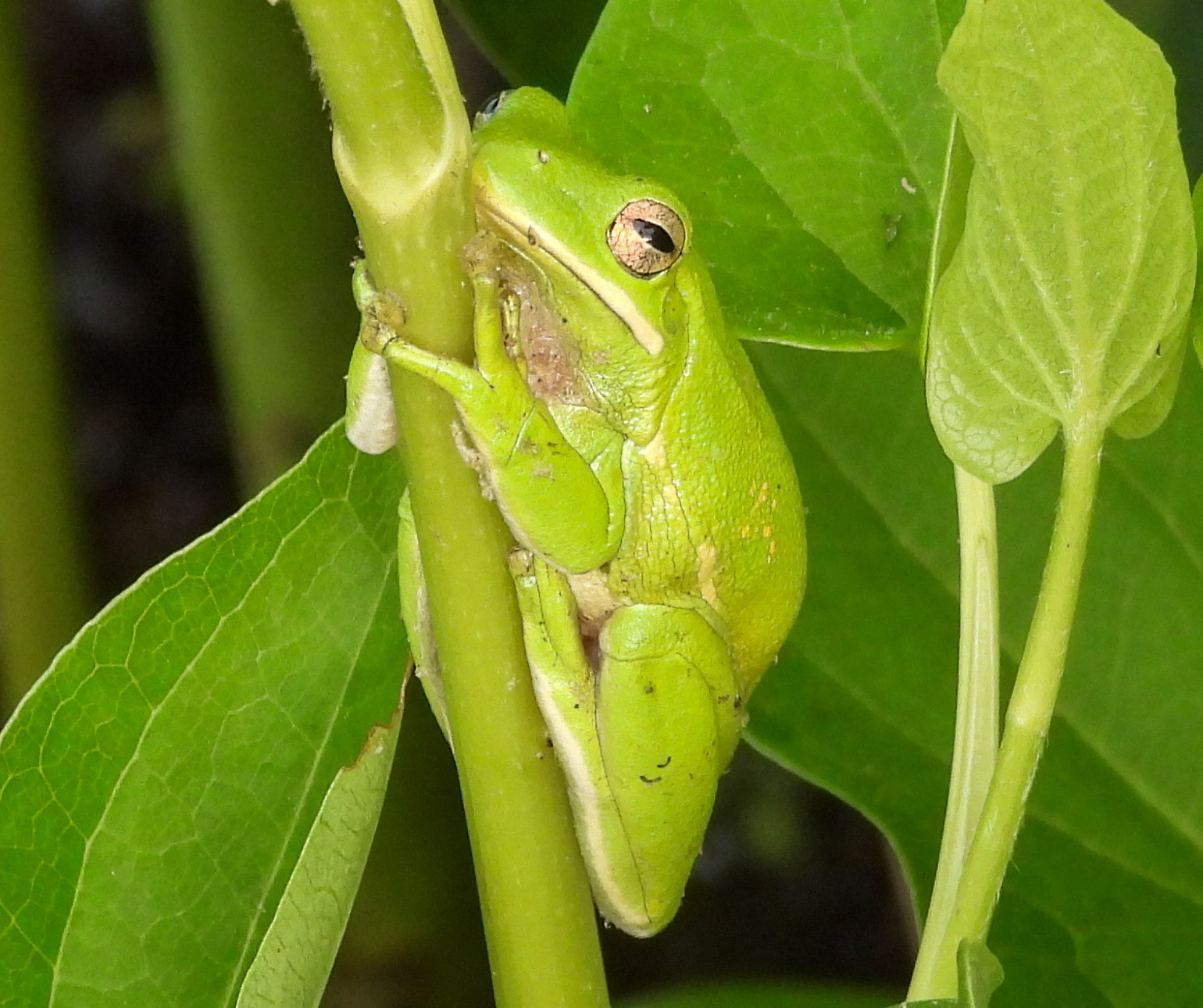 Green Tree Frog