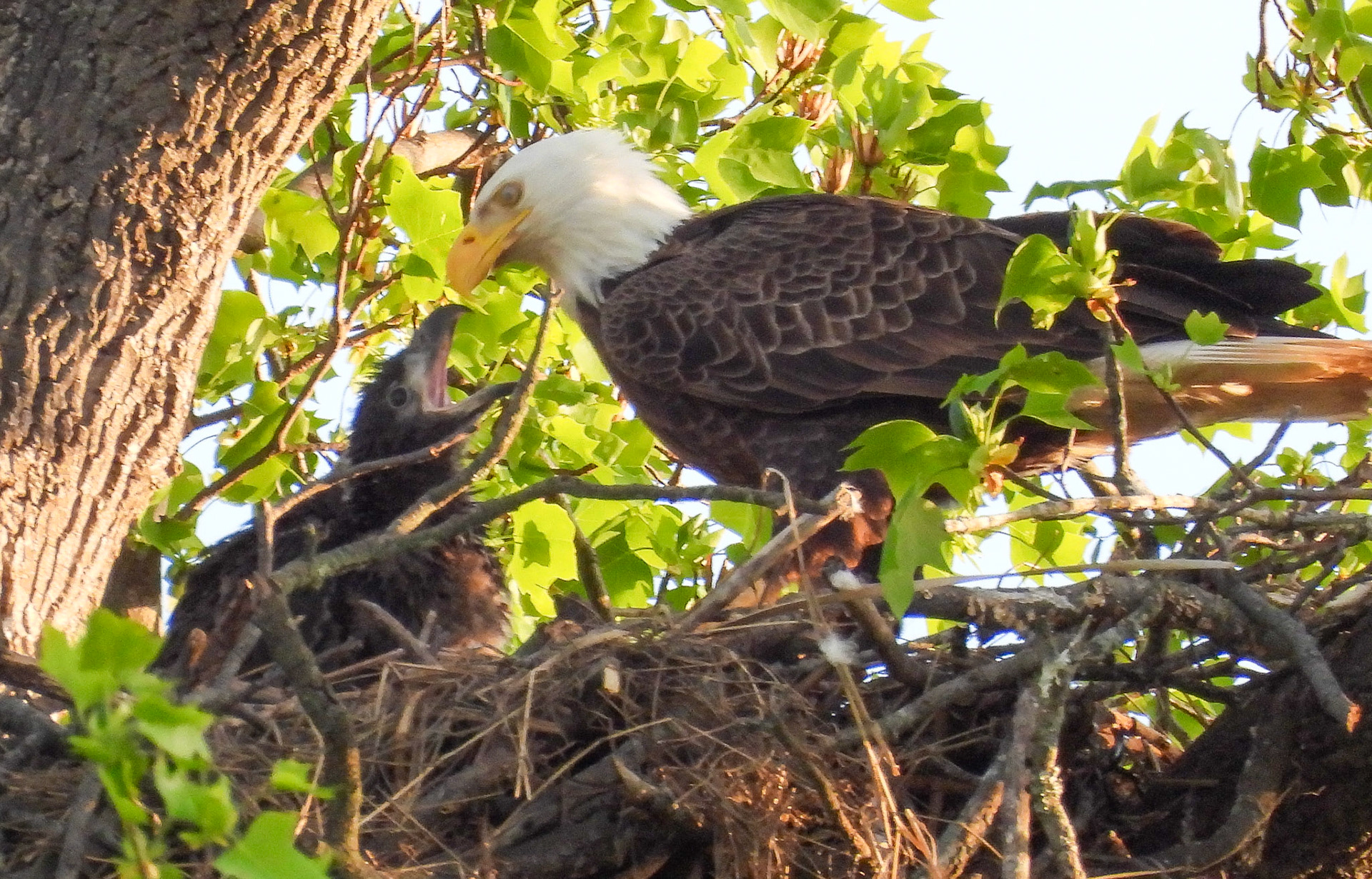 April 12 -an eaglet is almost always ready to eat. Eaglets normally reach 90% of their terminal weight within 5-6 weeks.
