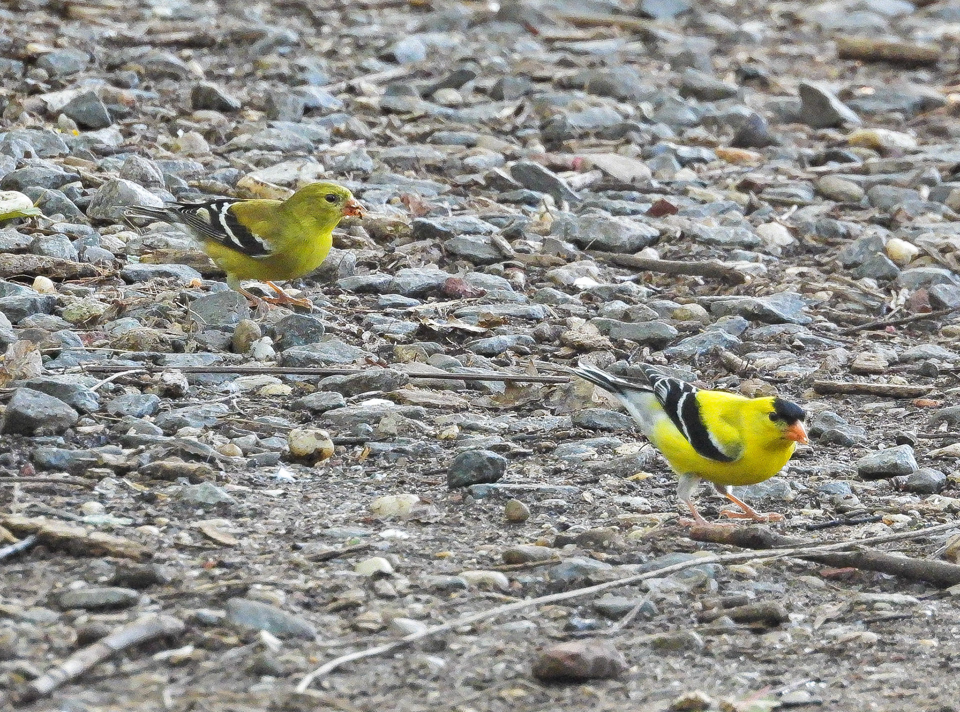 American Golldfinch pair.