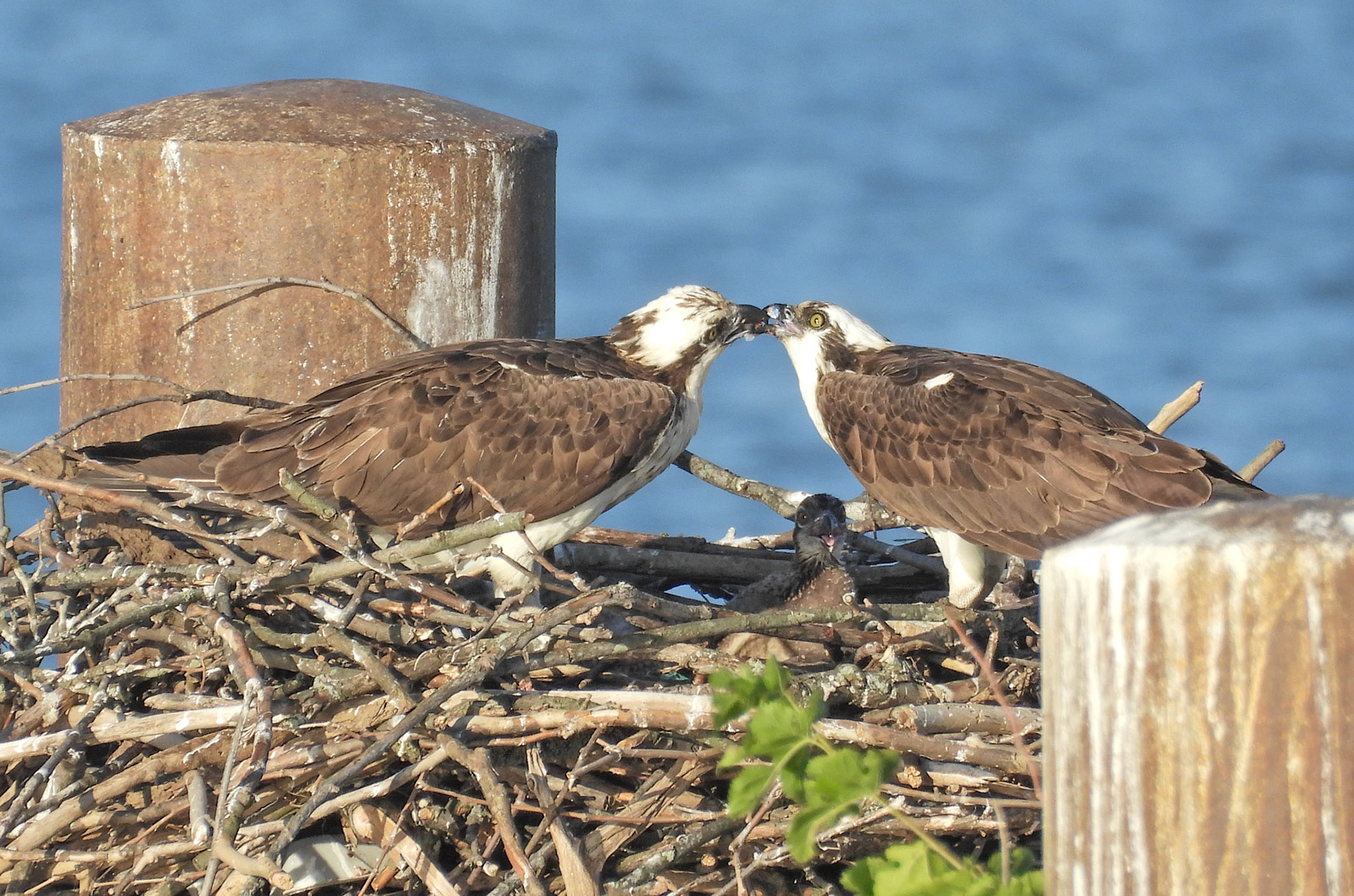 May 29 - Male feeds the female the catch of the evening while a chick waits fror its  portion.