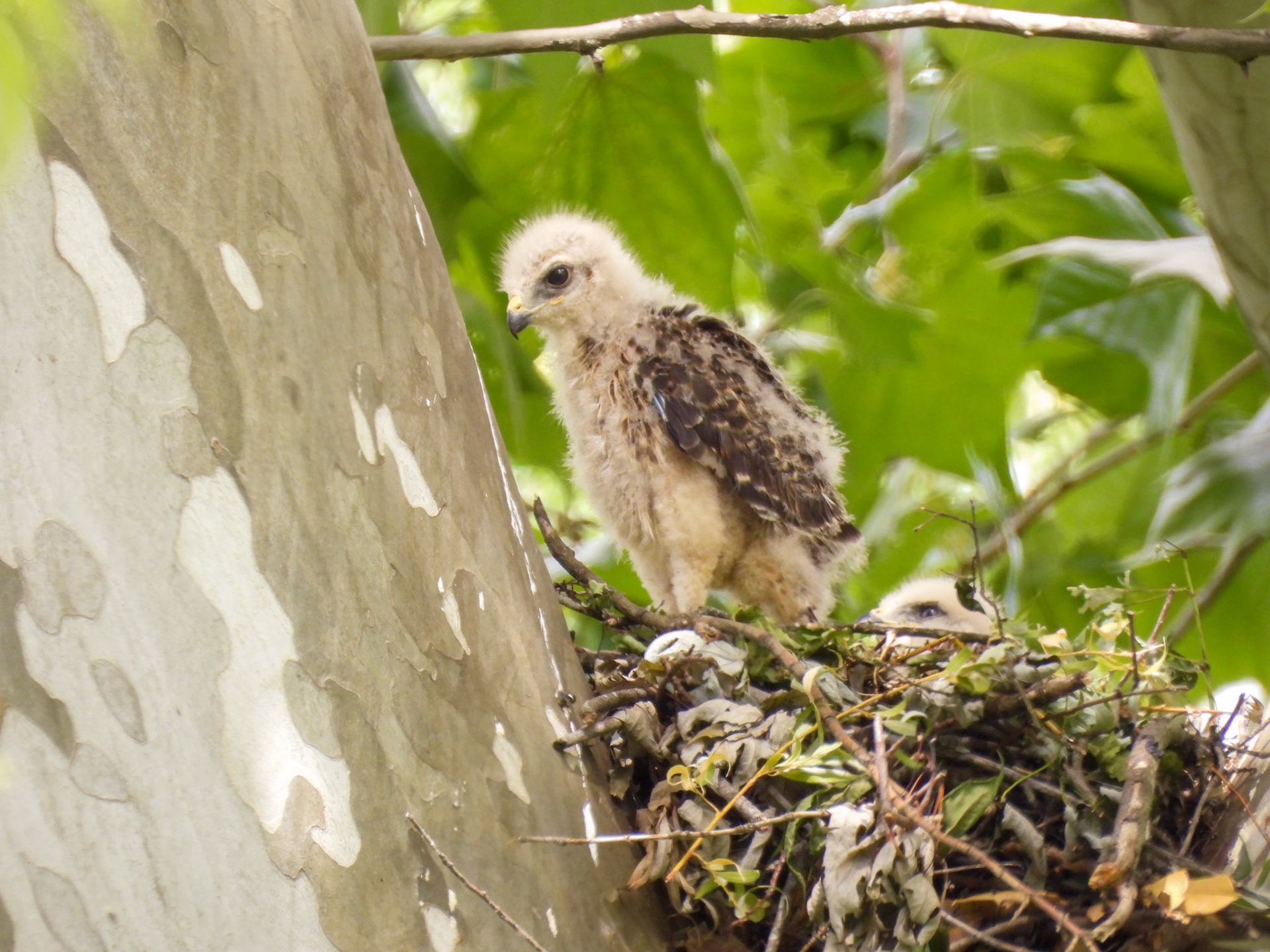 May 20 - Looking for a parent