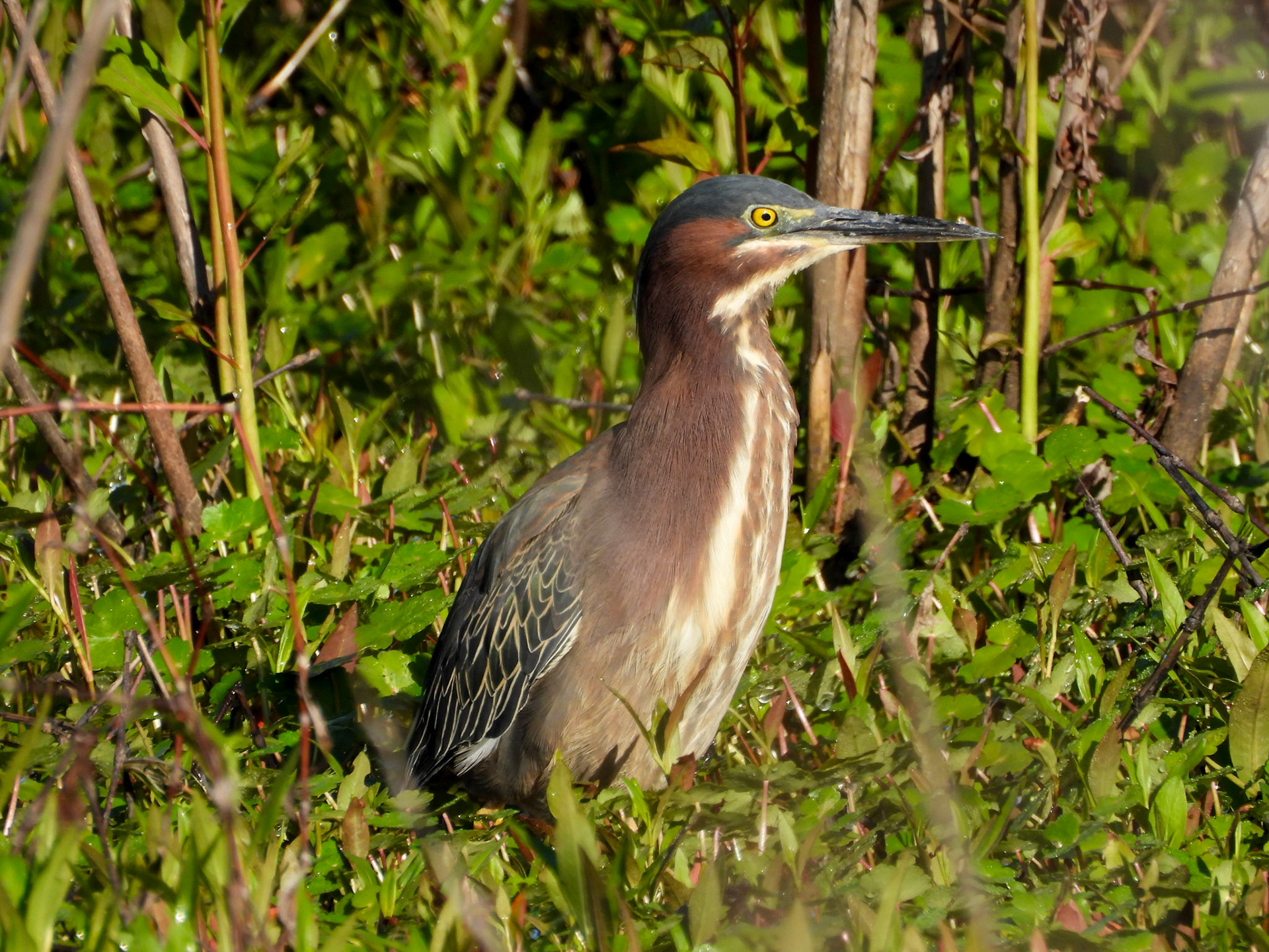 Green Heron