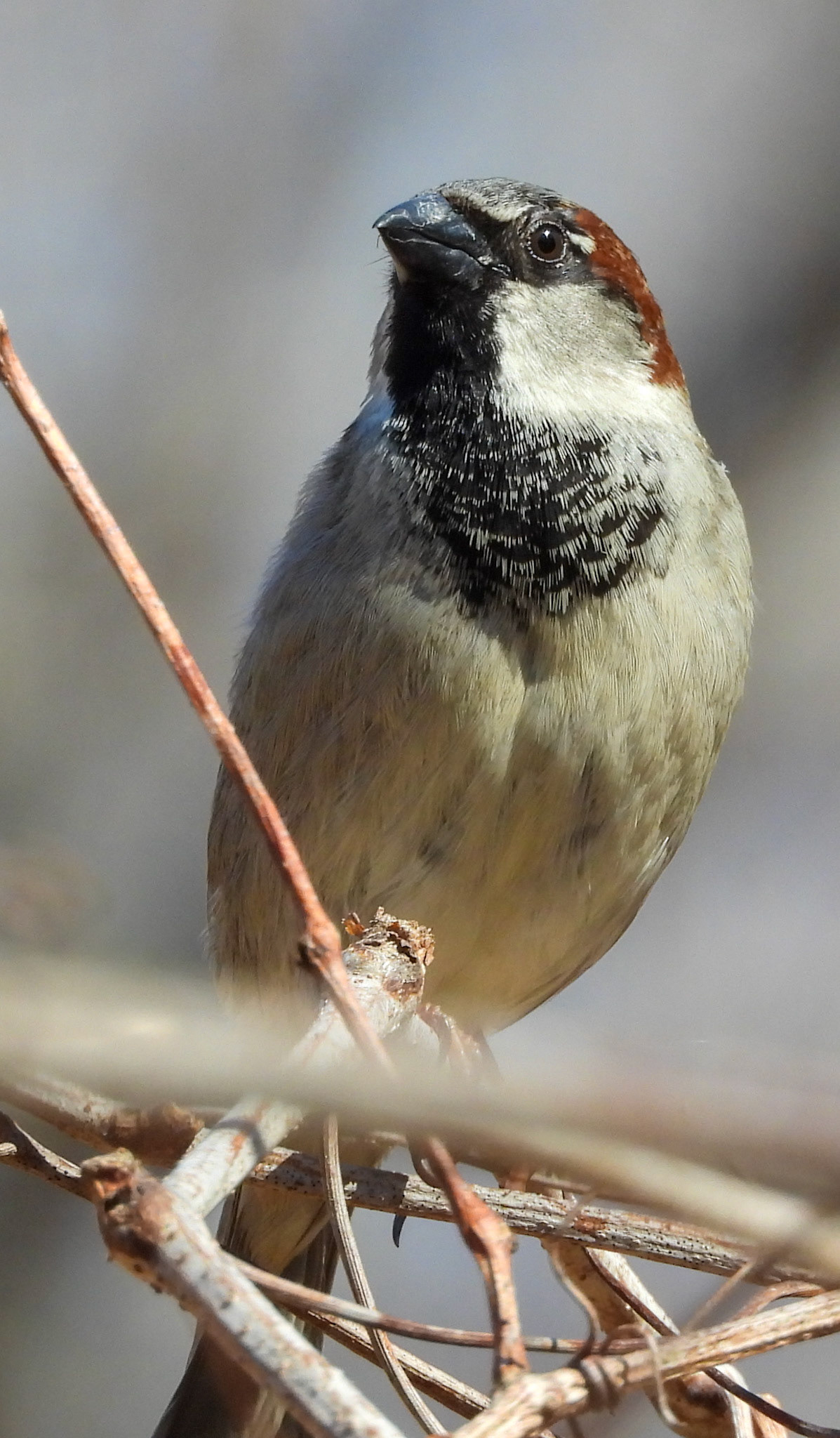 House Sparrow