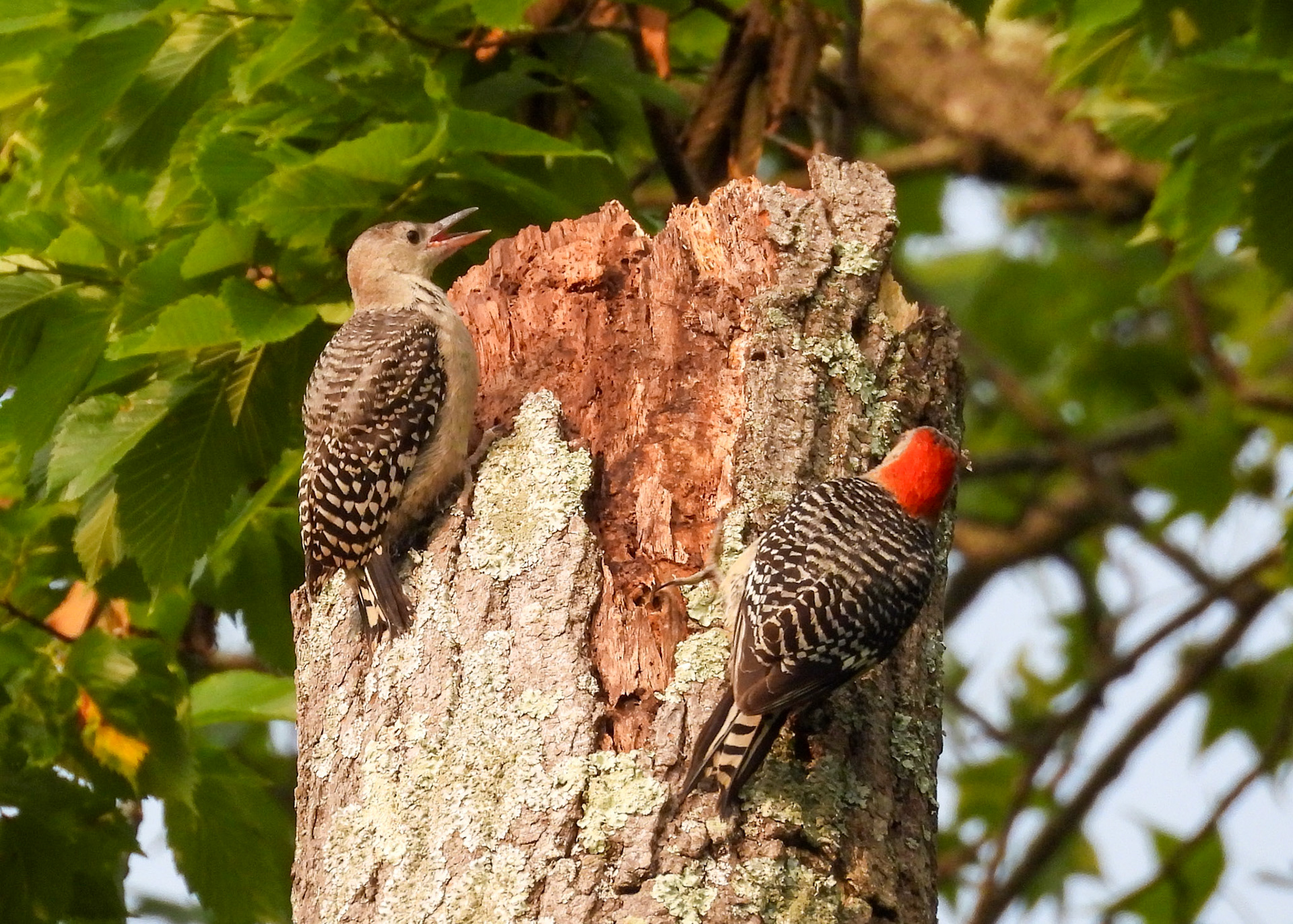 Red-Bellied Woodpecker Pair