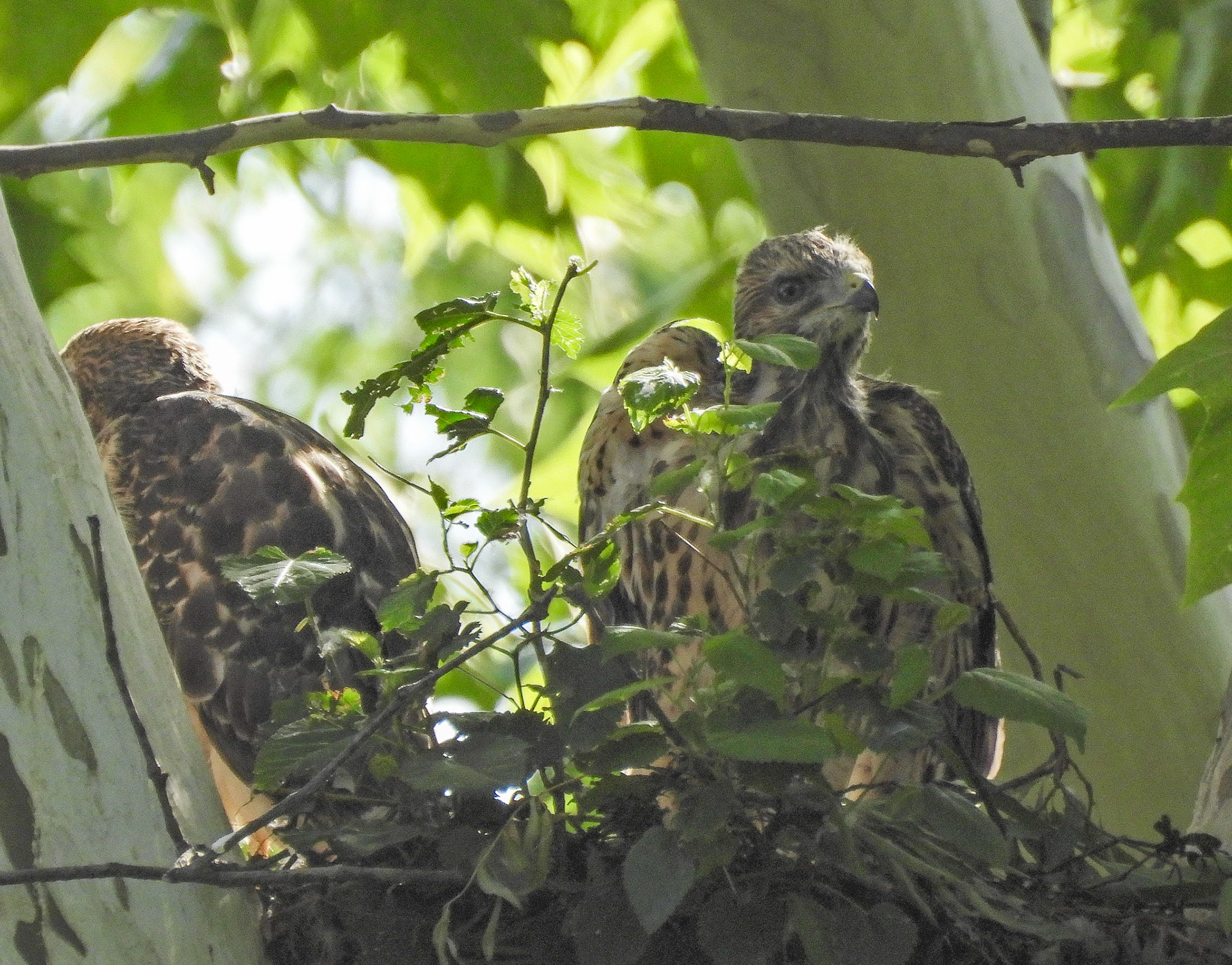 June 1 - within 10 days the chicks had fledged and the nest was abandoned.