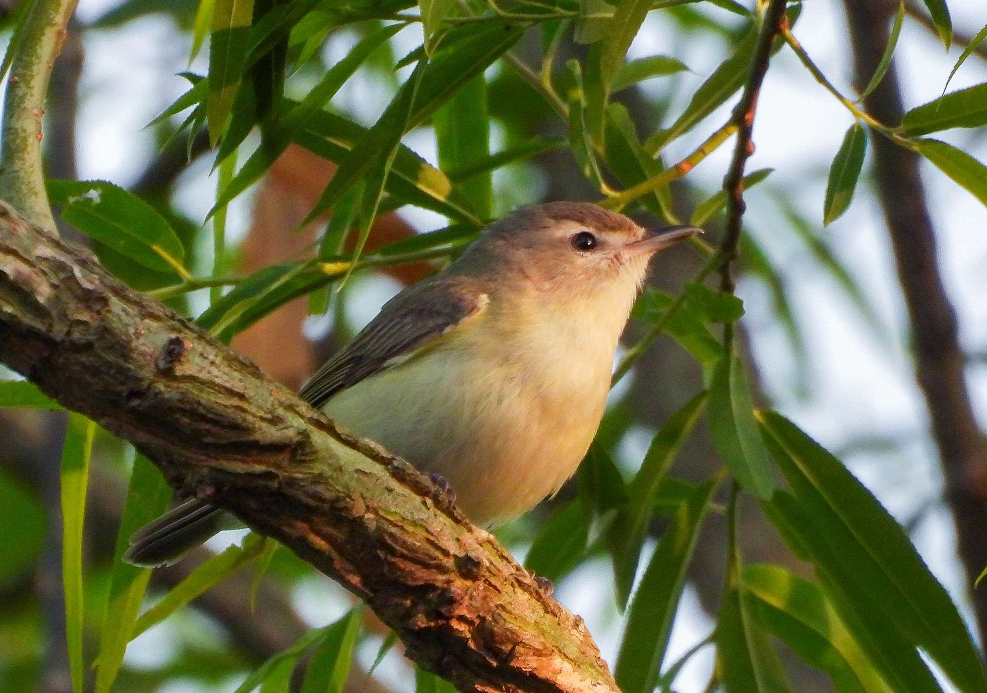 Warbling Vireo