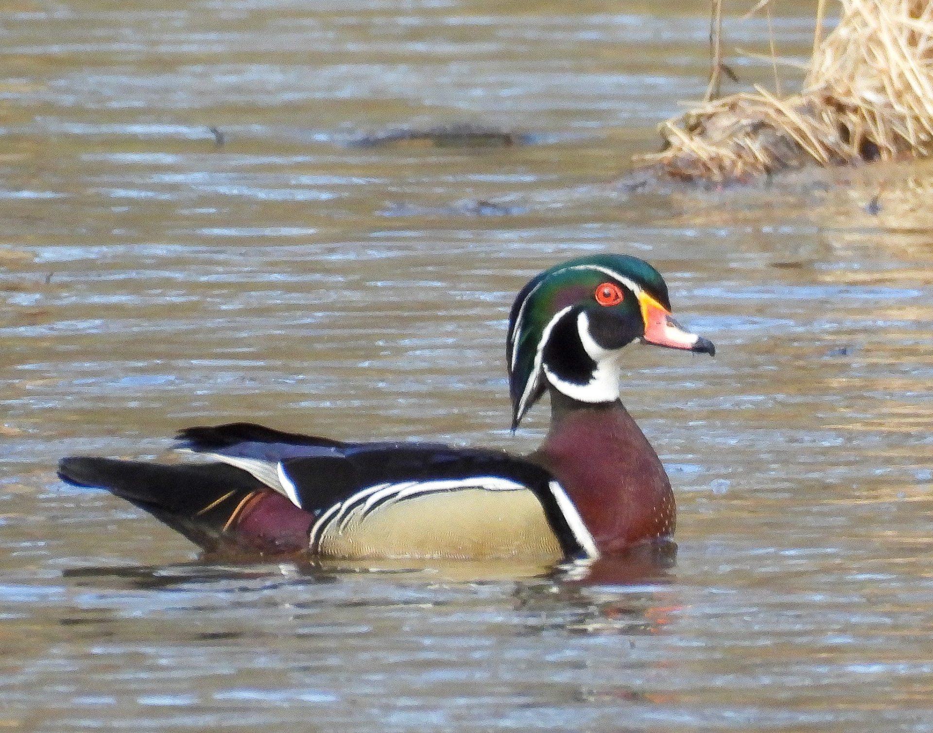 Wood Duck