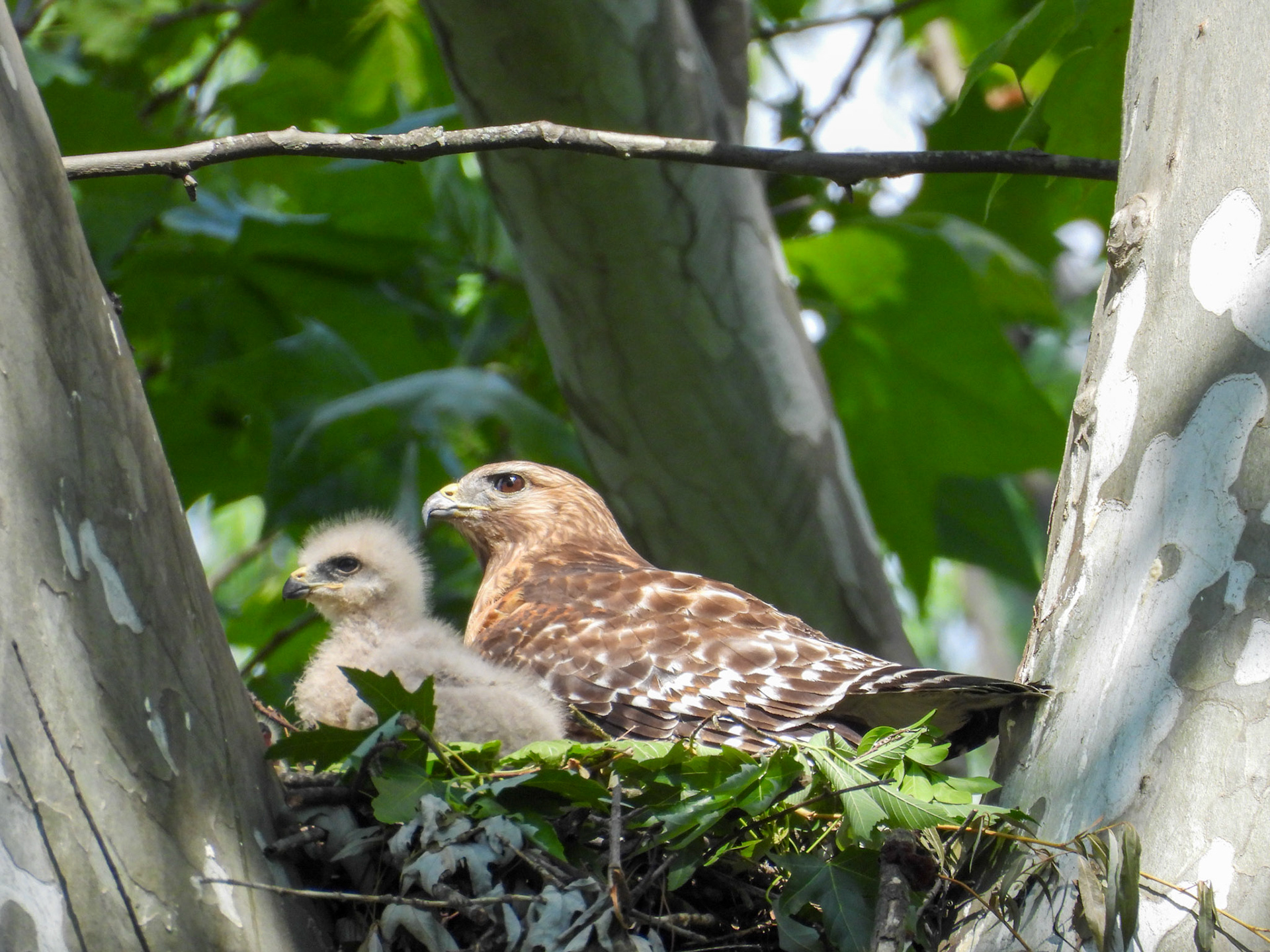 Red Shouldered Hawks