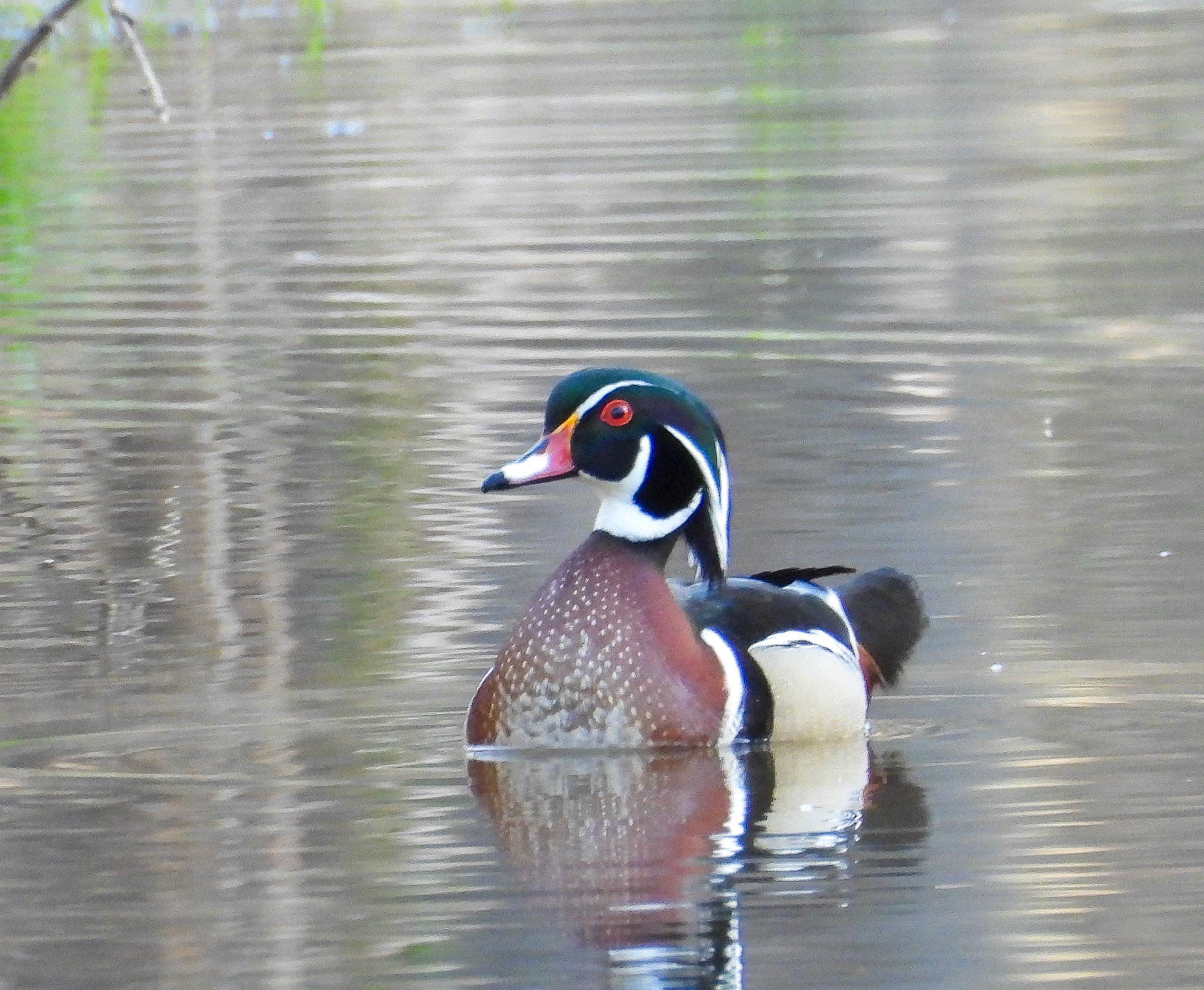 Wood Duck
