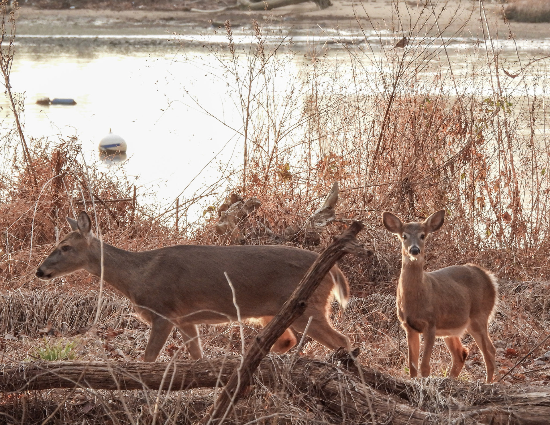 Adult and juvenile  White-Tailed Deer along the river's edge.