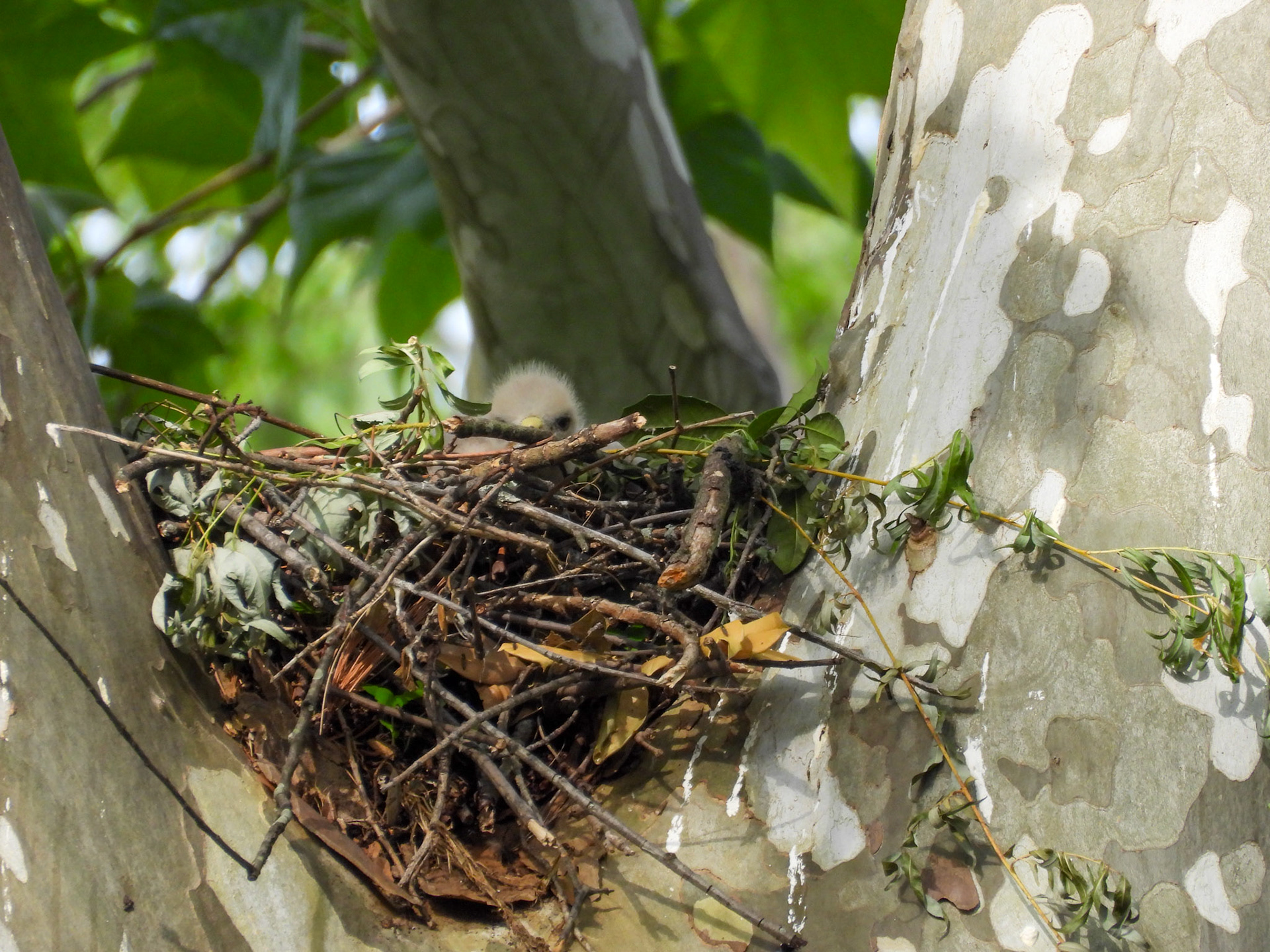 May 11 - Taking a peek