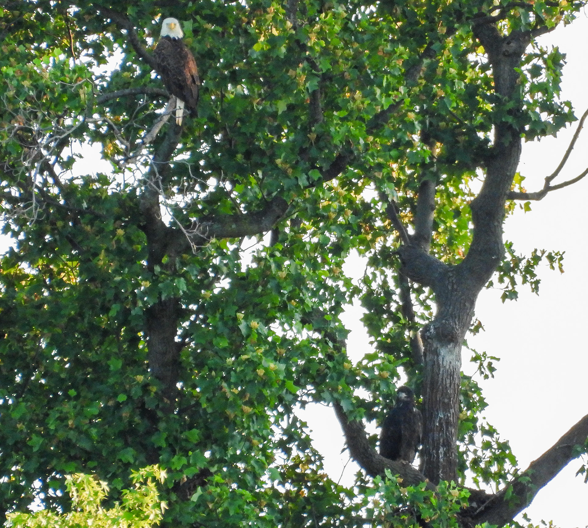 May 11 - Adult and eaglet near the nest site.