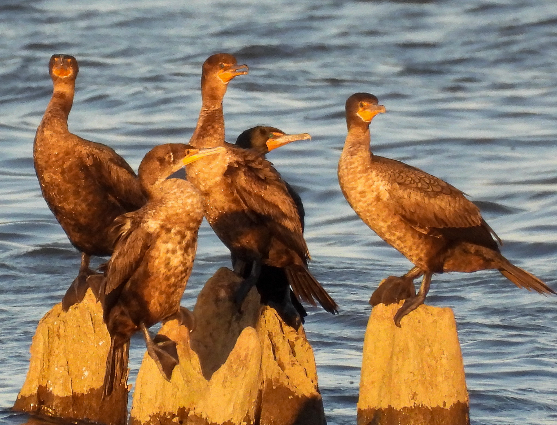 Double-Crested Cormorants