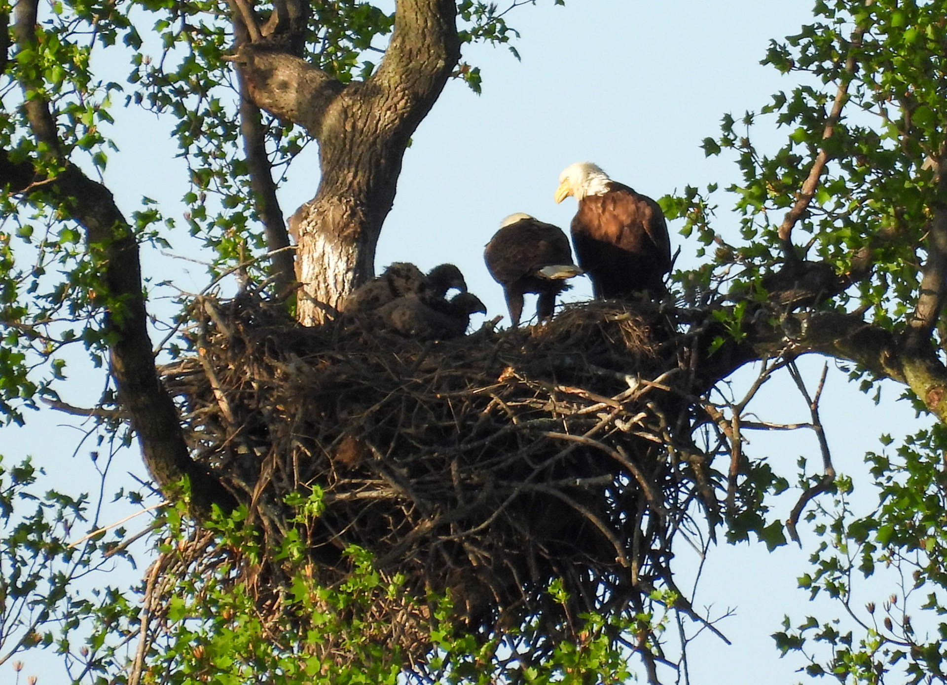 April 6 - The nest.