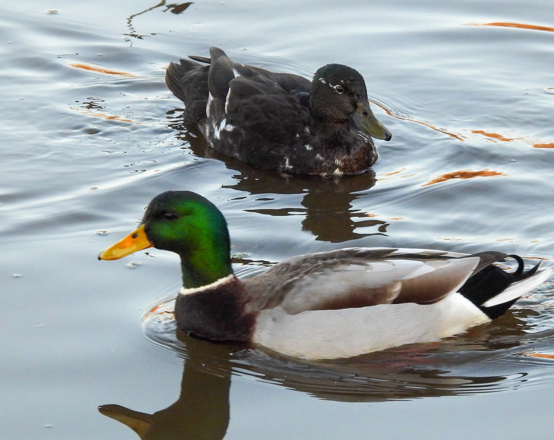 Mallard male with his mate, likely a Mallard and domestic duck hybrid.