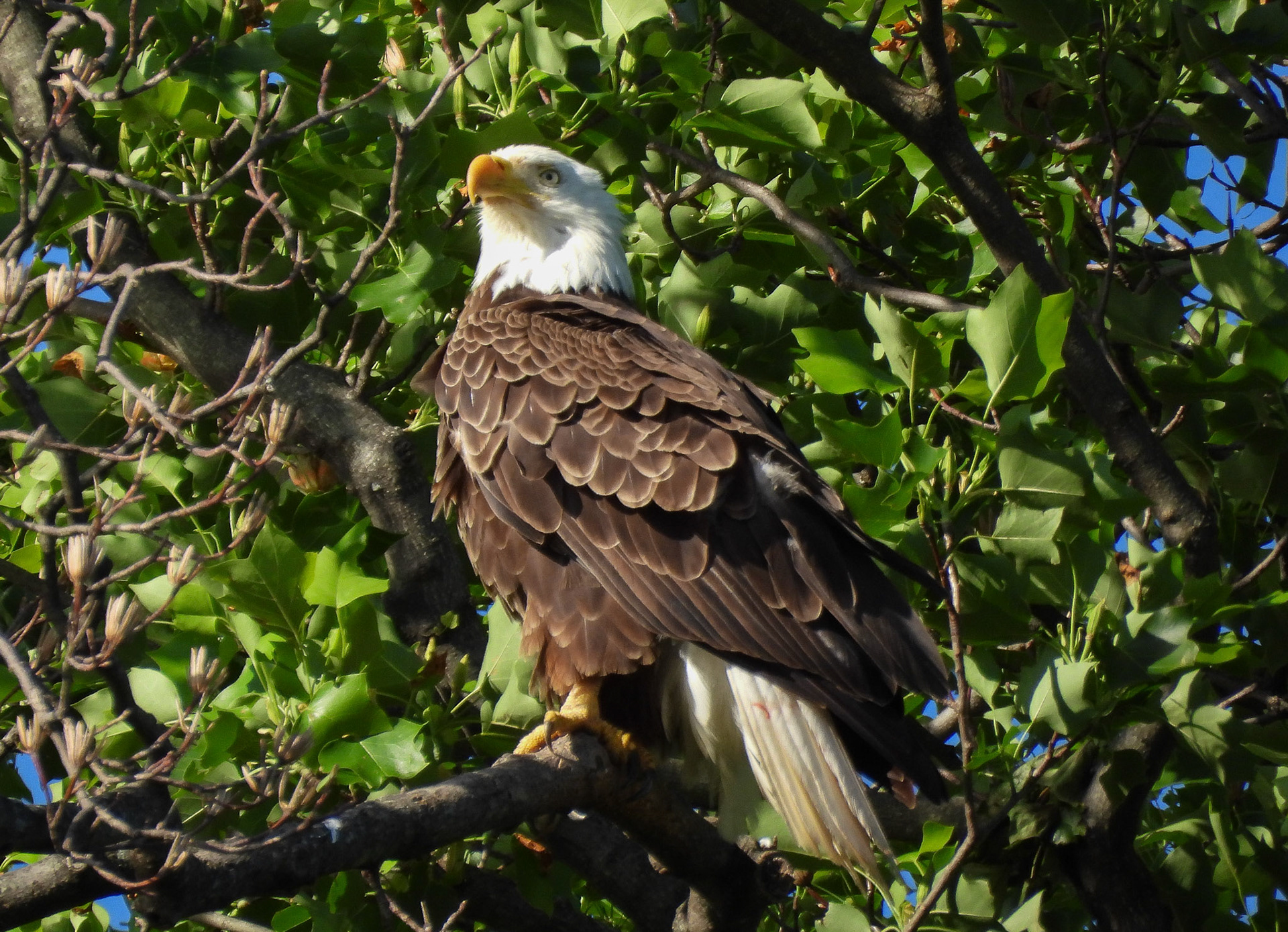 May 20 - Dropped a kill in the nest and left