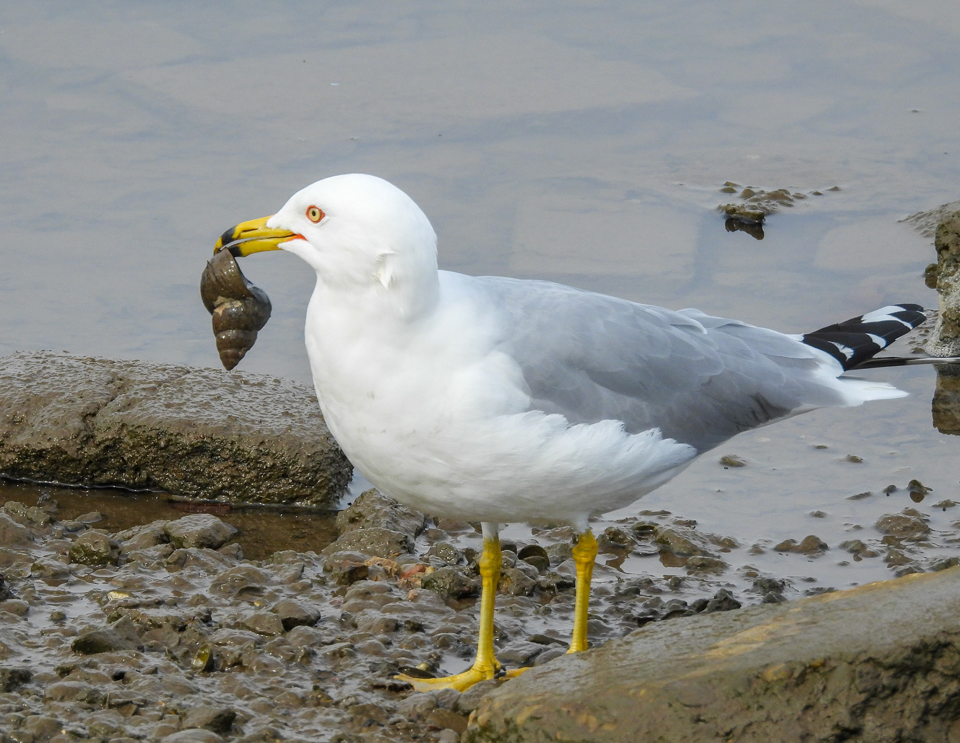 This Ring Billed Gull (breeding adult) appears to be holding a Chinese Mystery Snail.   The presence of these gulls can help to control the population of this invasive species.